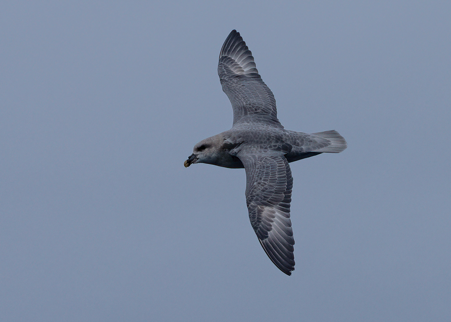 Northern Fulmar in Storfjorden Svalbard. 06-08-2022.