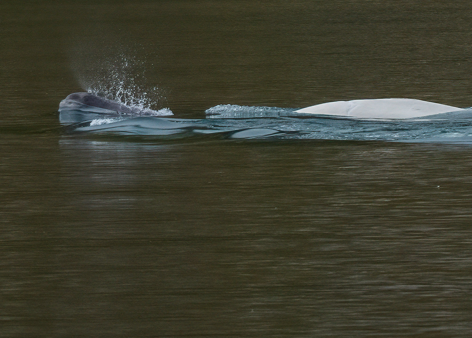 Beluga adult whale and calf in Bellsund, Svalbard. 09-08-2022.
