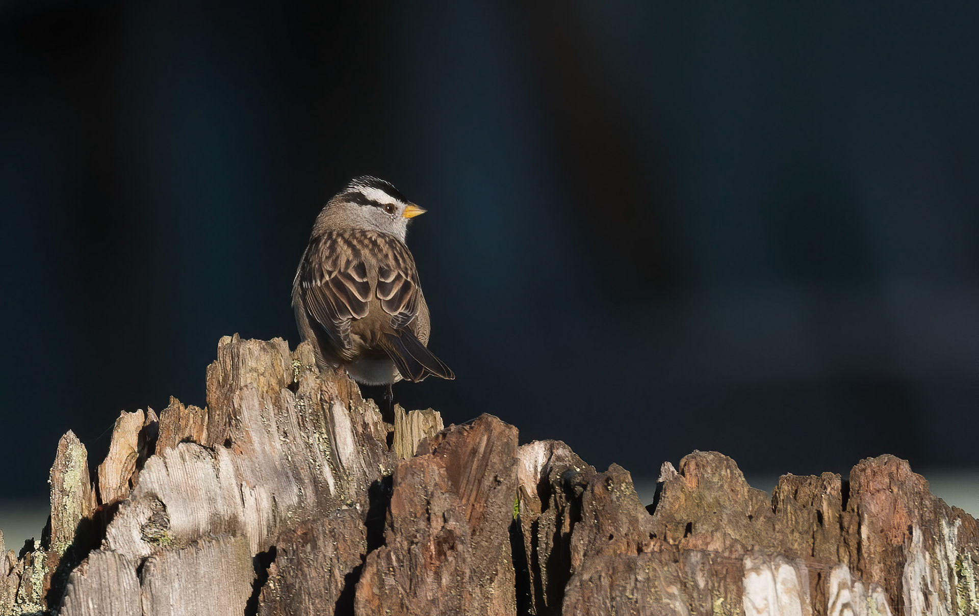White-crowned Sparrow. Ucluelet. Vancouver Island 17/09/18