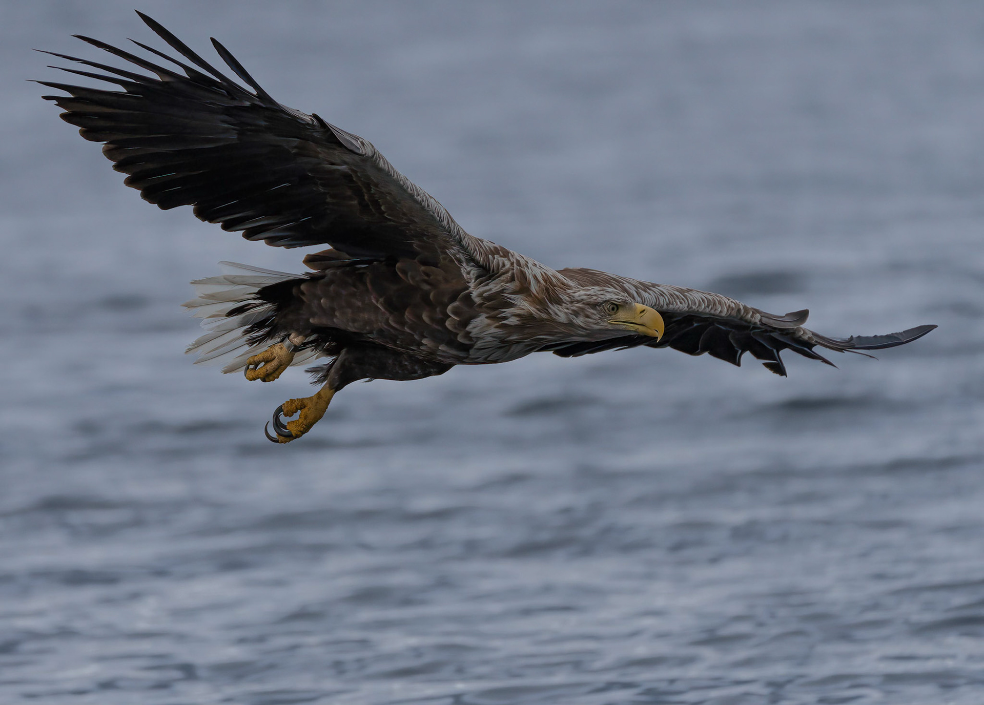 White-tailed Eagle, Loch Na Keal, Mull, Scotland. 06/08/21.