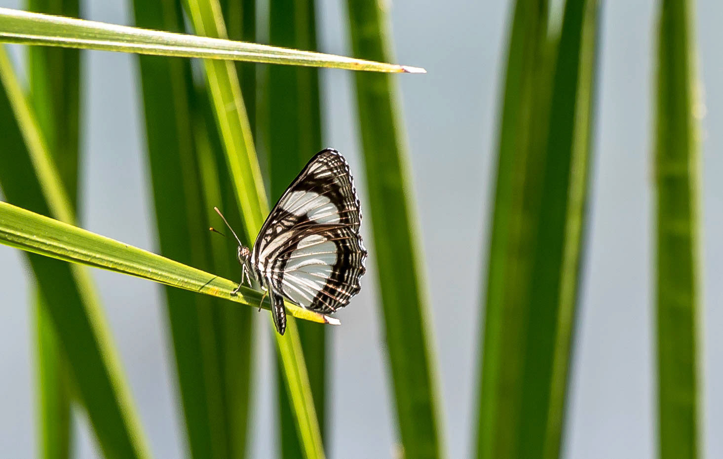 Common Sailor, Mukambi Zambia 03/09/17