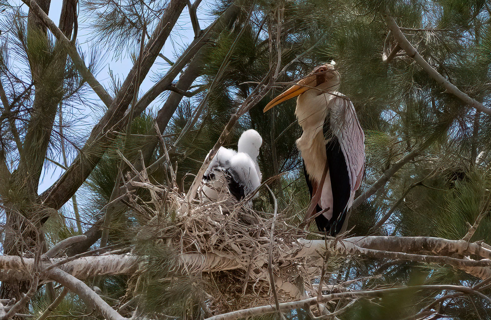 Yellow-billed Stork with chick, Ntungamo, Uganda. 06-08-23.