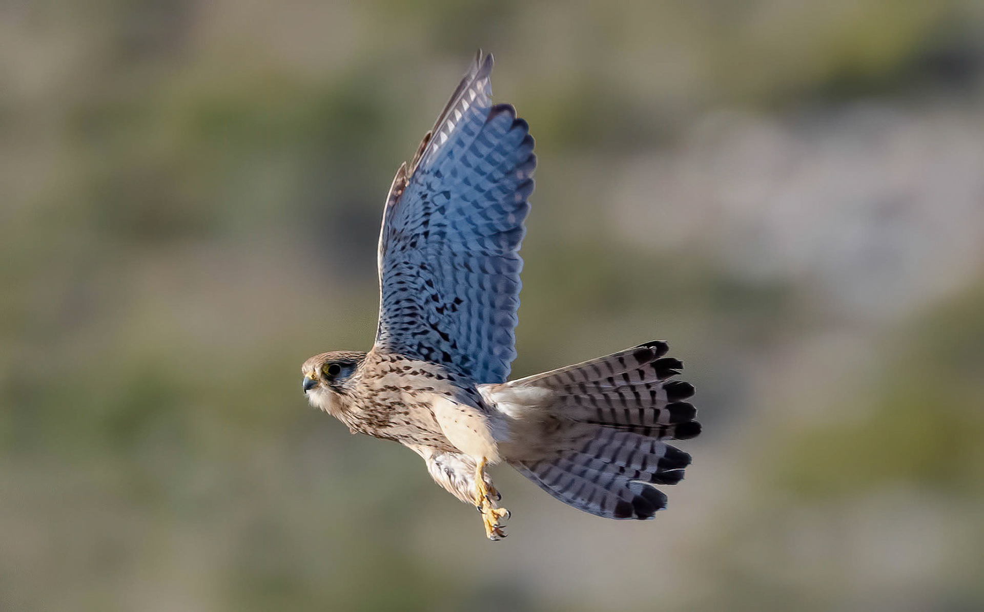 Kestrel La Biar Spain 15/03/19