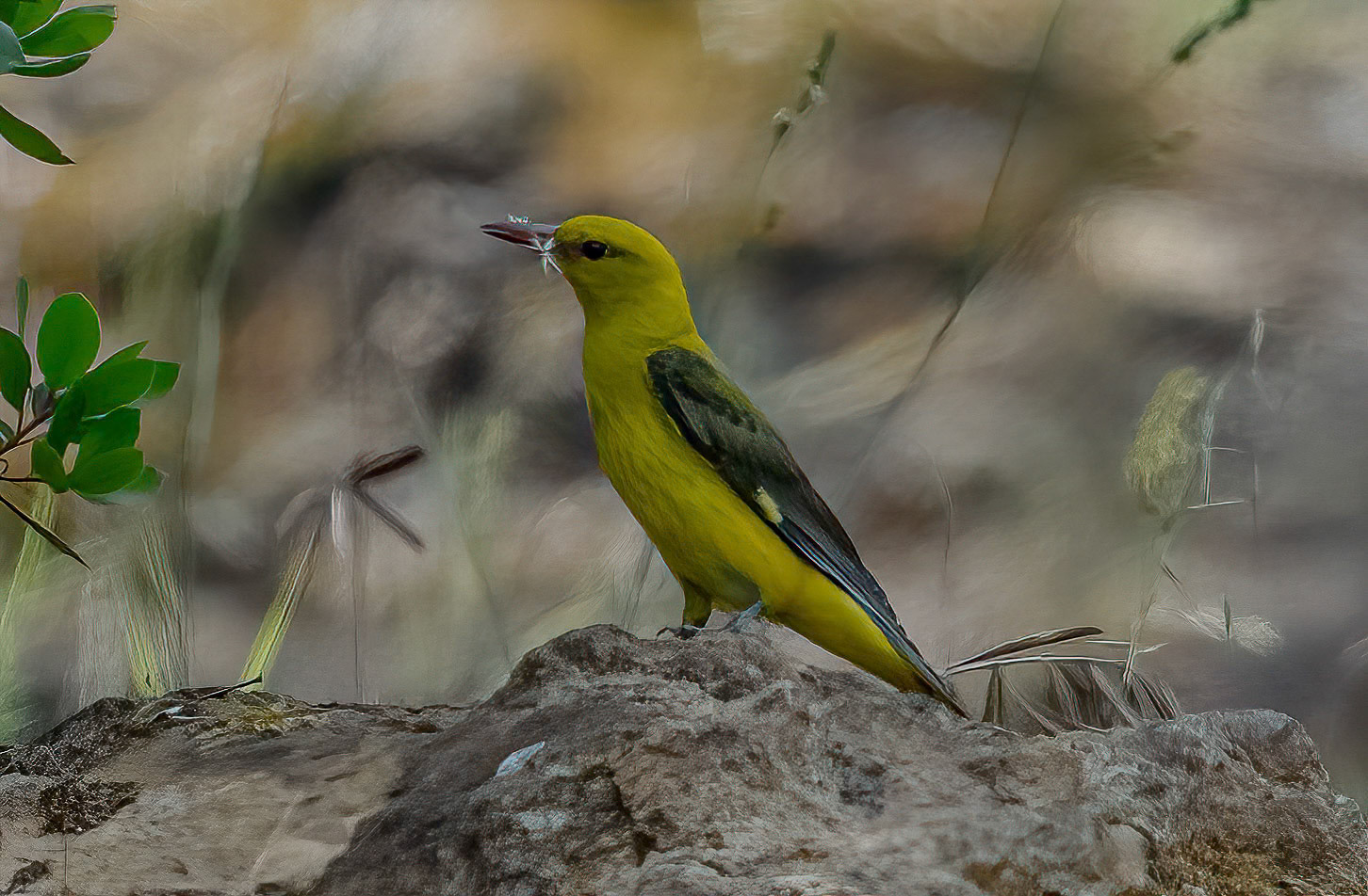 Golden Oriole, Adamuz, Andalucia. Spain. 30-05-23.
