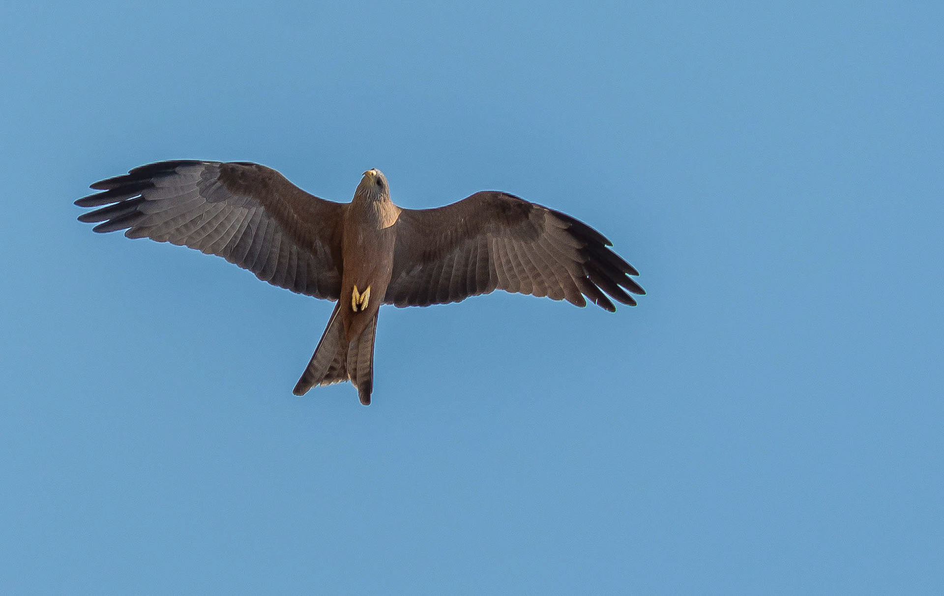 Yellow-billed Kite, Mukambi Zambia 02/09/17