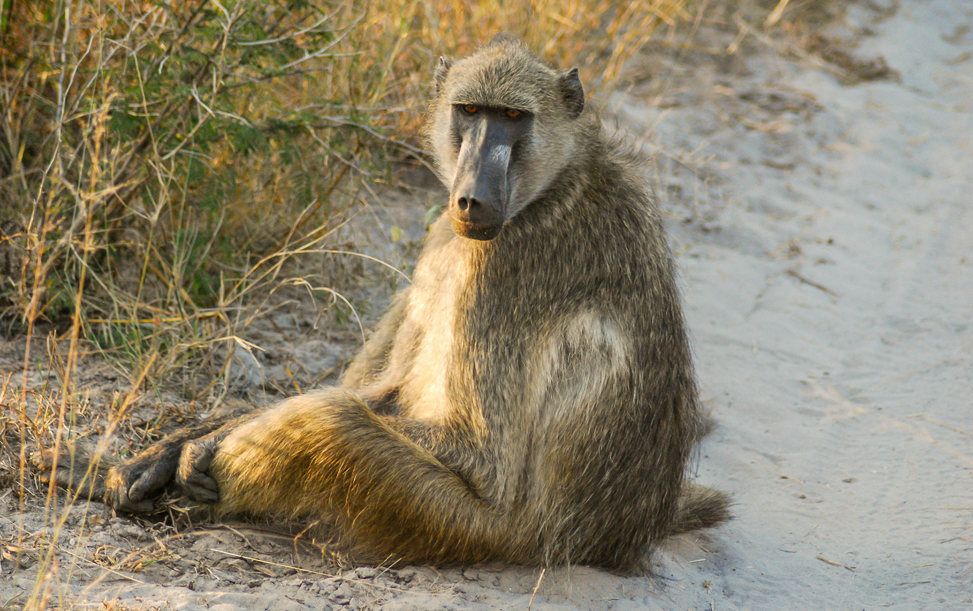 Chacma Baboon m, Mazambala Caprivi Namibia 15/05/11