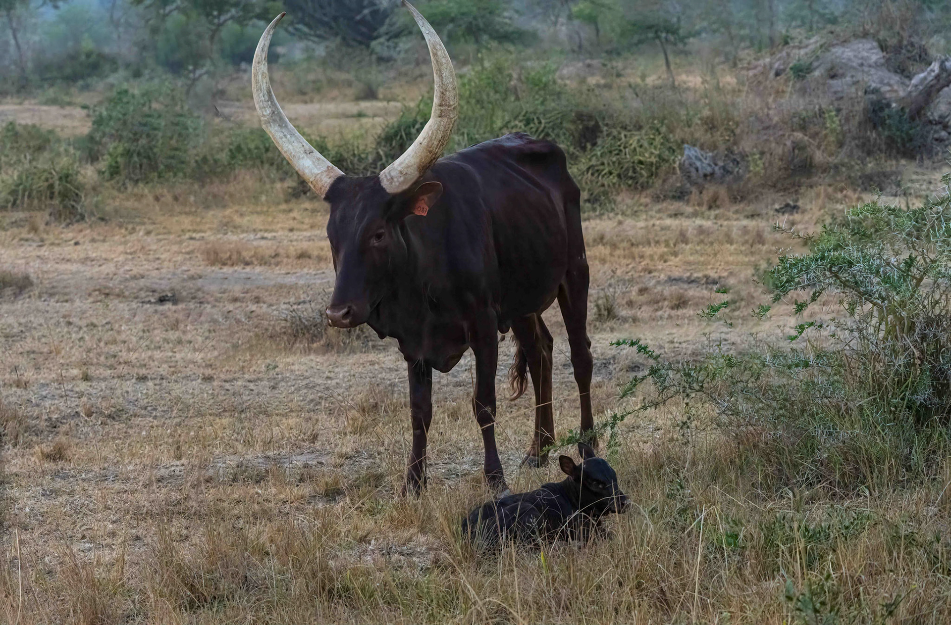 Ankole Cow + calf, Lake Mburo, Uganda. 07-08-23.