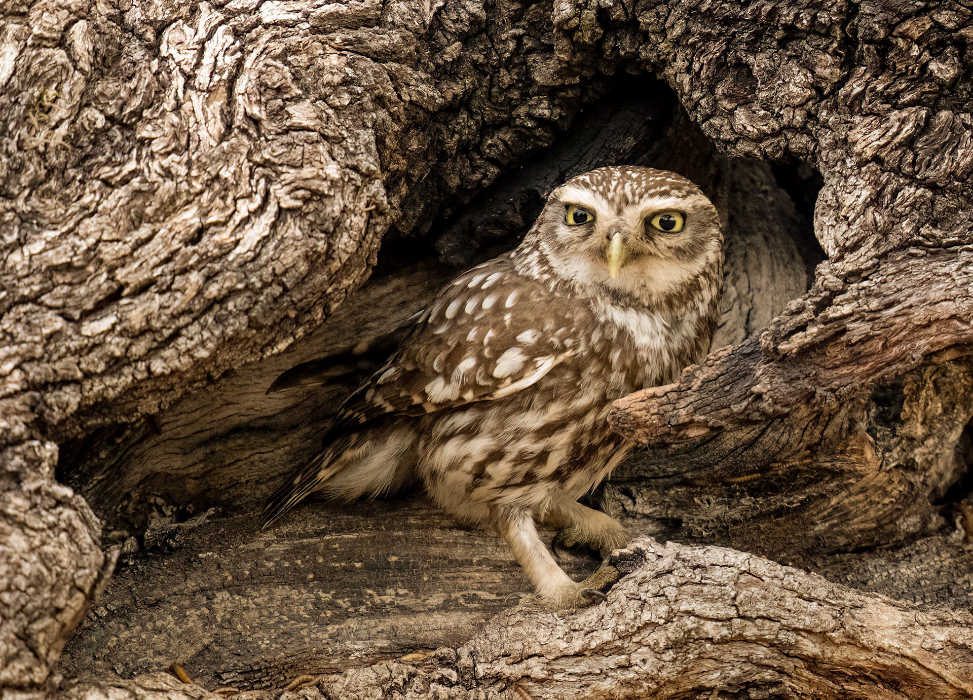 Little Owl,Adamuz, Andalucia, Spain. 30/06/22.