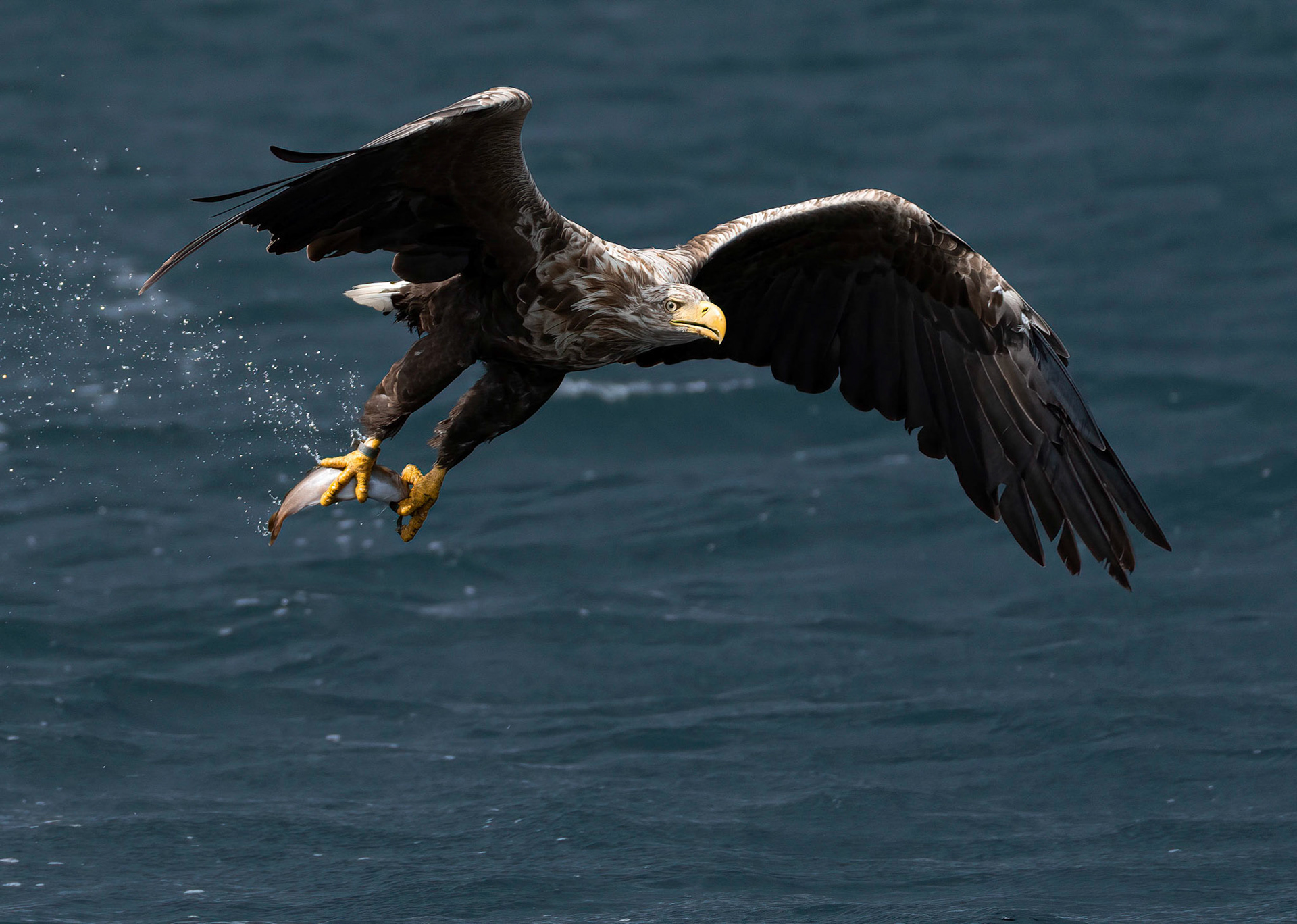 White-tailed Eagle, Loch Na Keal, Mull, Scotland. 05/08/21.