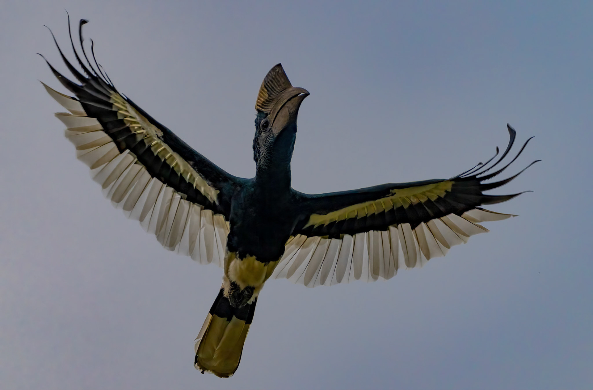 Black-and-White-casqued Hornbill, Kibali Forest Park, Uganda. 04-08-23.