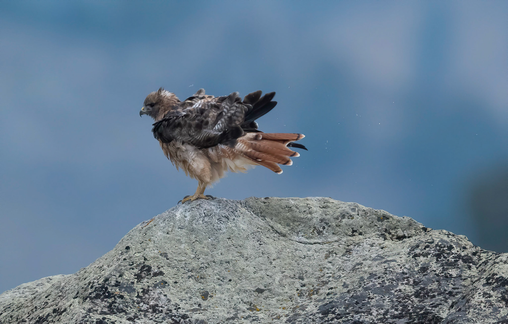 Red-Tailed Hawk. Yellowstone Wyoming 13/09/18
