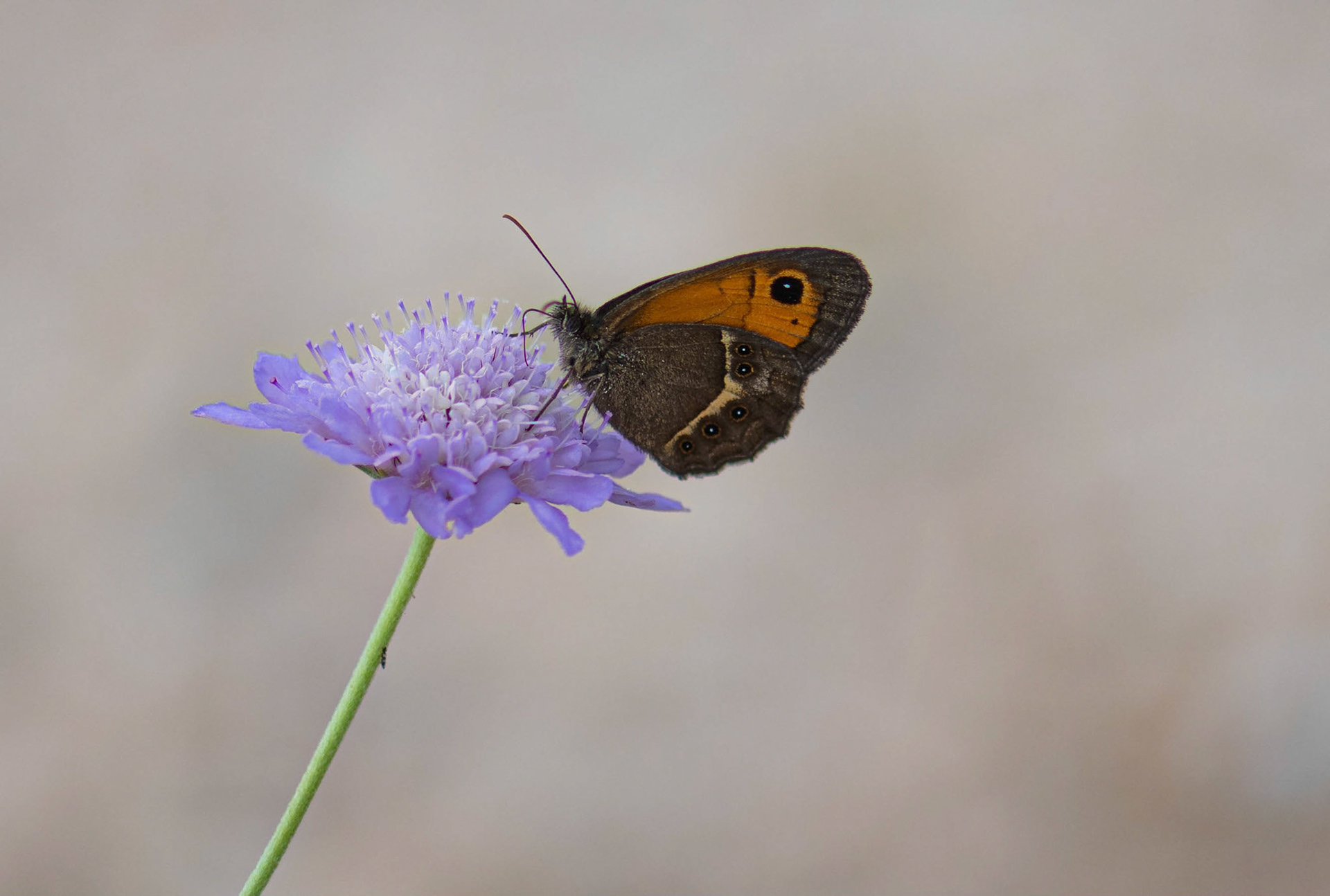 Spanish Gatekeeper Sepulveda Spain 24/06/19