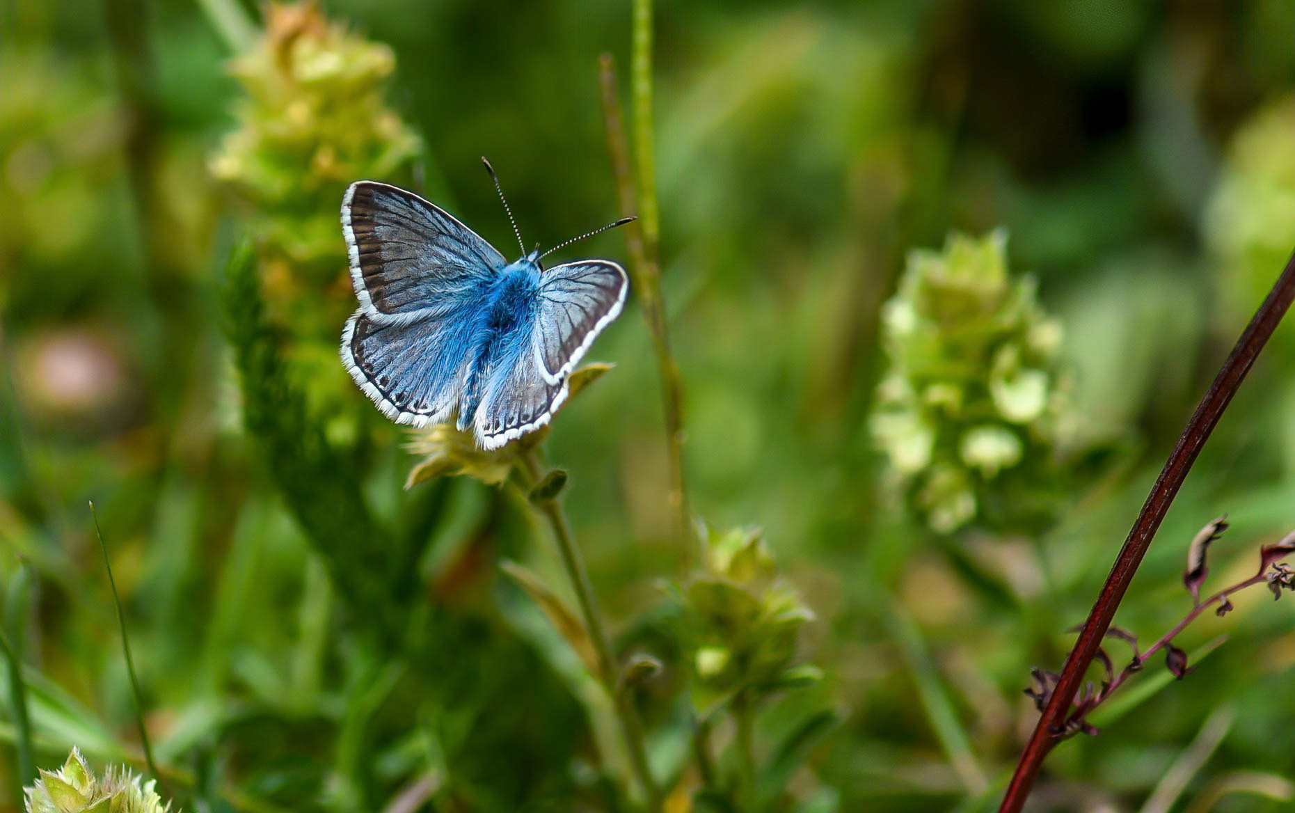 Chalkhill Blue, Cantabrian Mtns., Spain 20/07/16