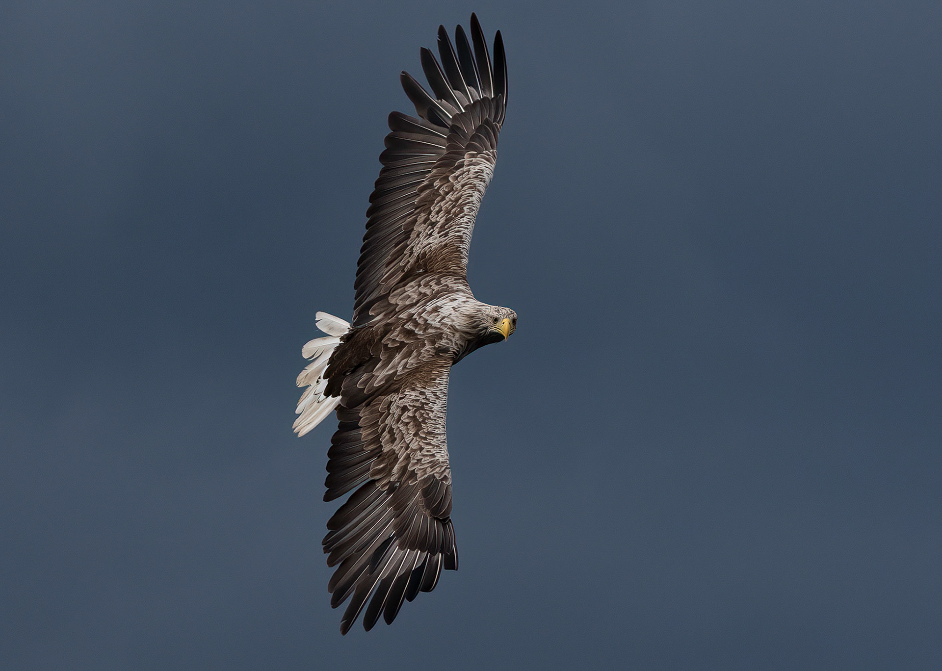 White-tailed Eagle f, Loch Na Keal, Mull, Scotland. 05/08/21.