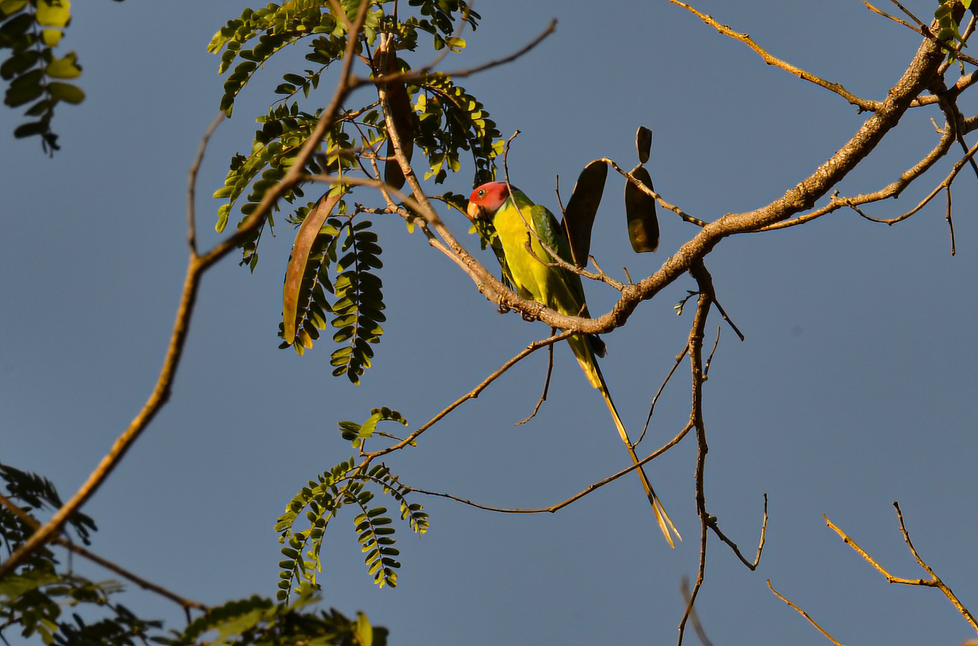Plum-headed Parakeets, Panna NP, Madhya Pradesh India 17/03/14.