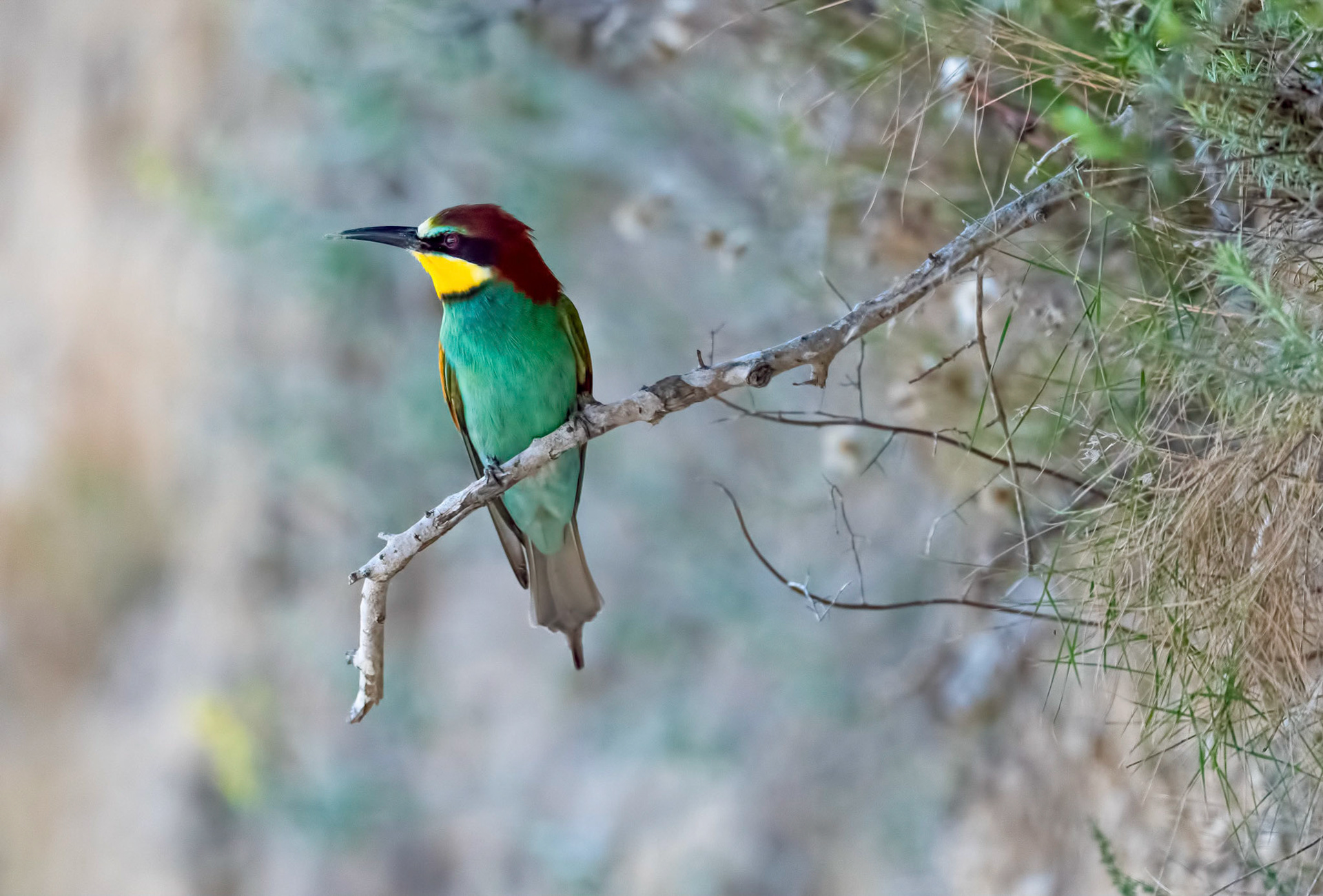 Bee-eater, La Biar, Spain, 27/04/19