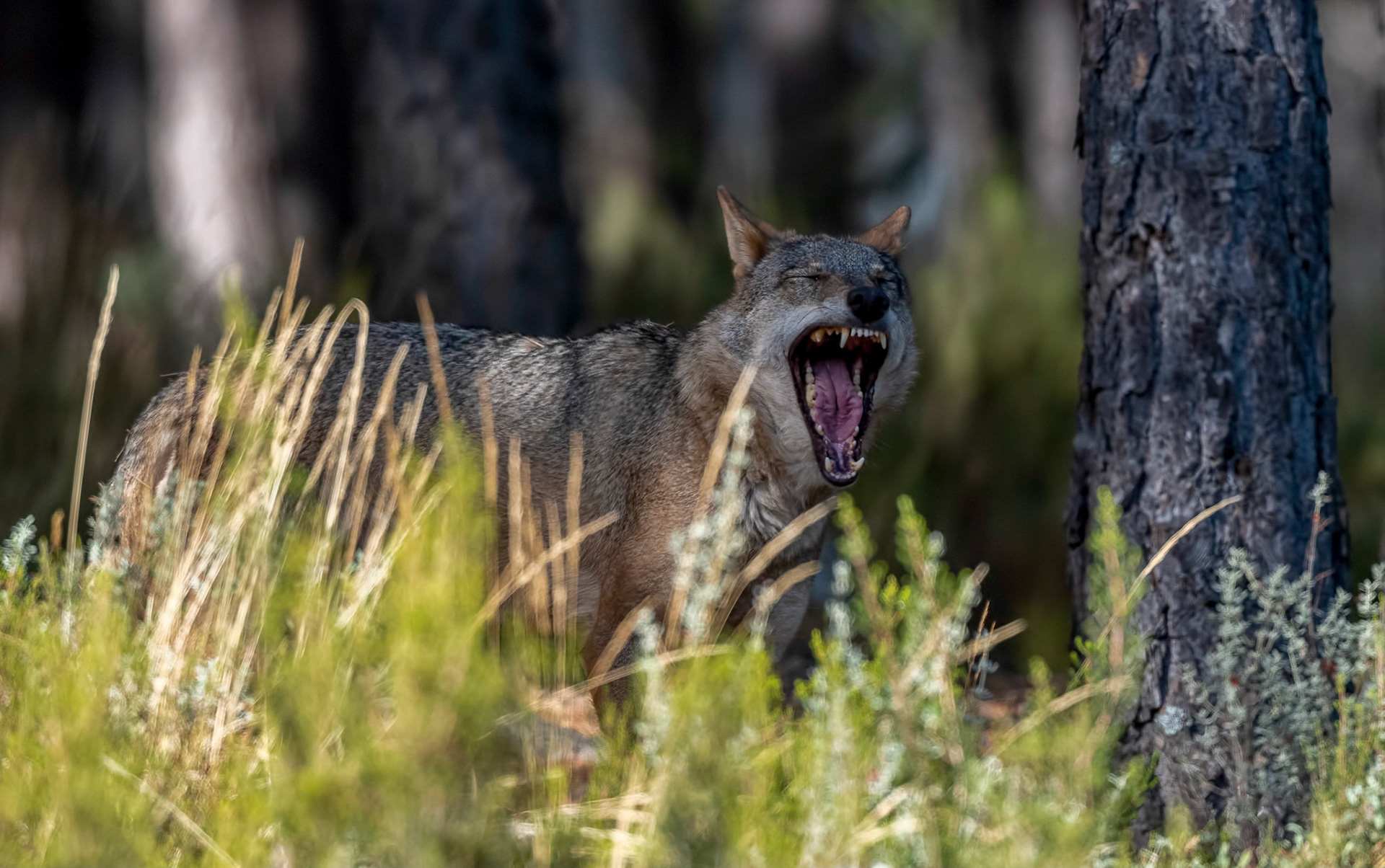 Iberian Wolf, Robledo Culebra Mnts Spain 27\09\19