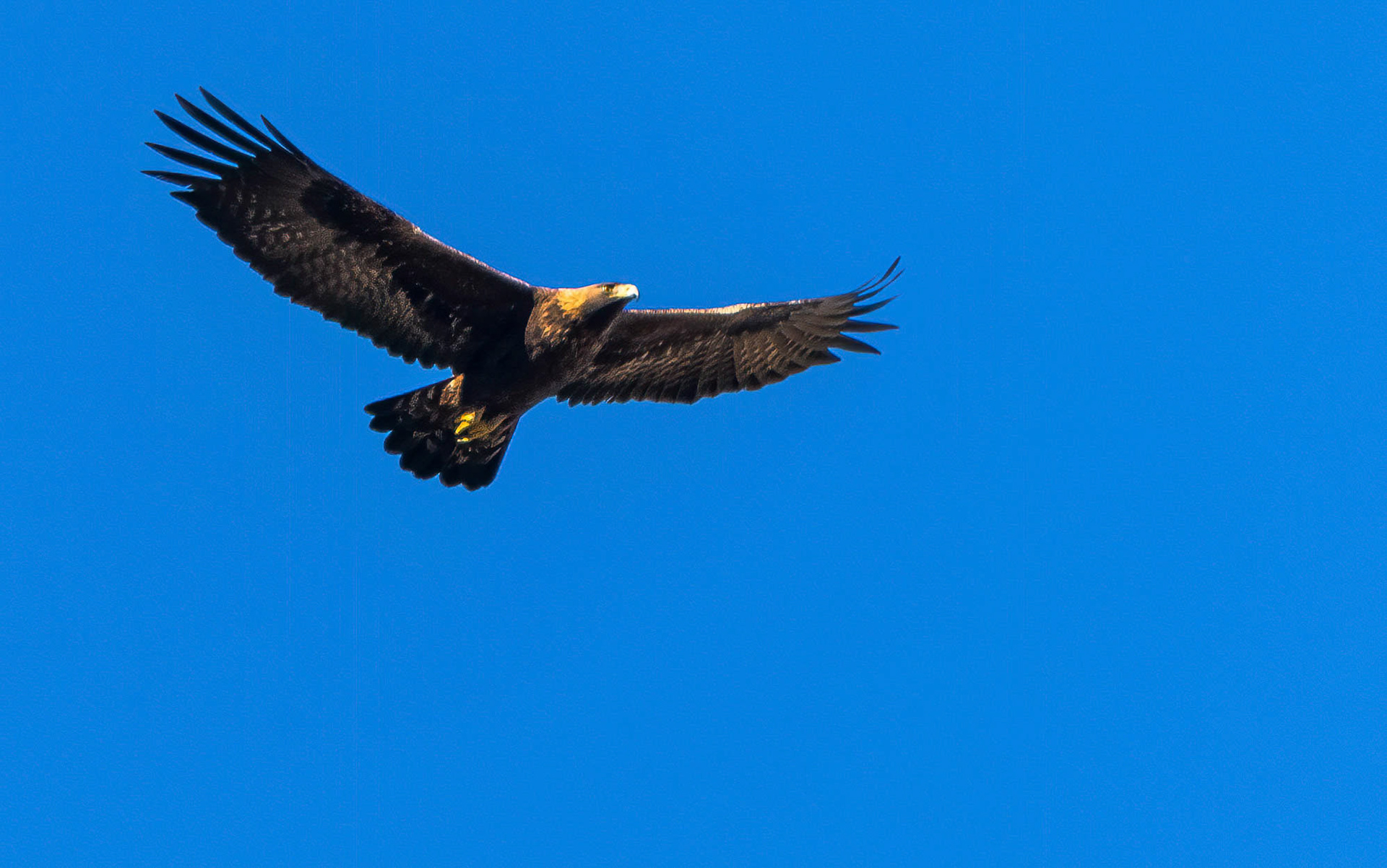 Golden Eagle, Vall D'Ebo Spain 12/12/17