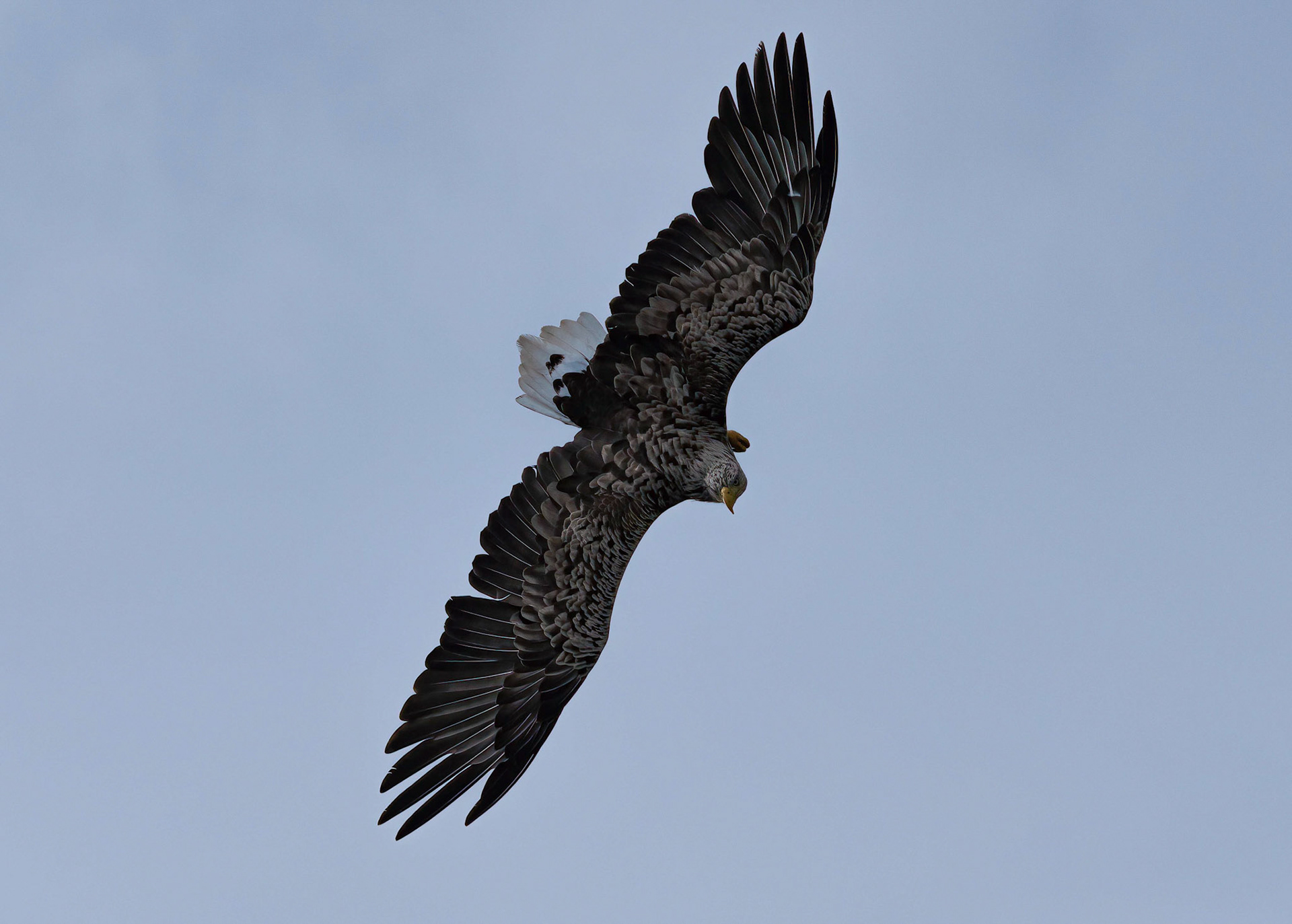 White-tailed Eagle, Loch Na Keal, Mull, Scotland. 05/08/21.