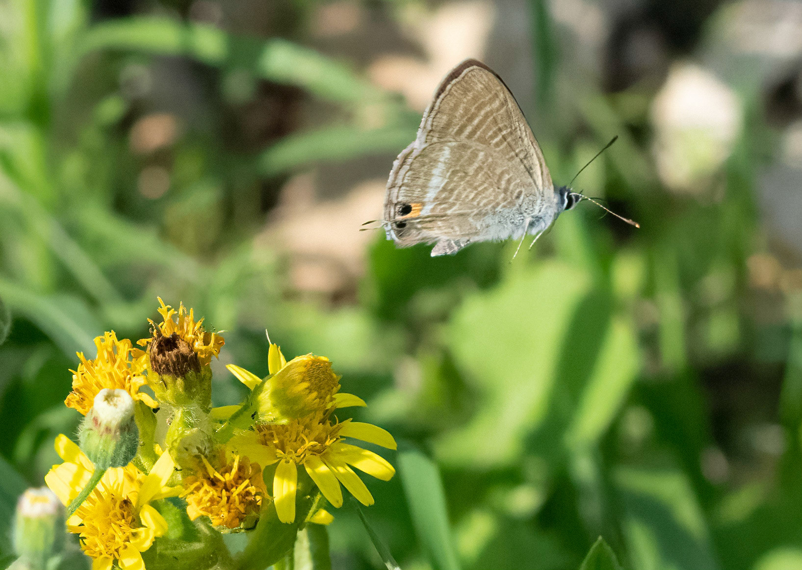 Long-tailed Blue airborne, La Biar, Valencia, Spain. 12/10/21.