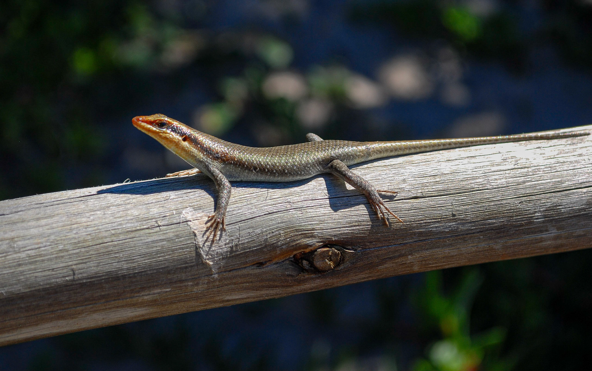 Wahlberg's Striped Skink, Nata Botswana 10/05/11