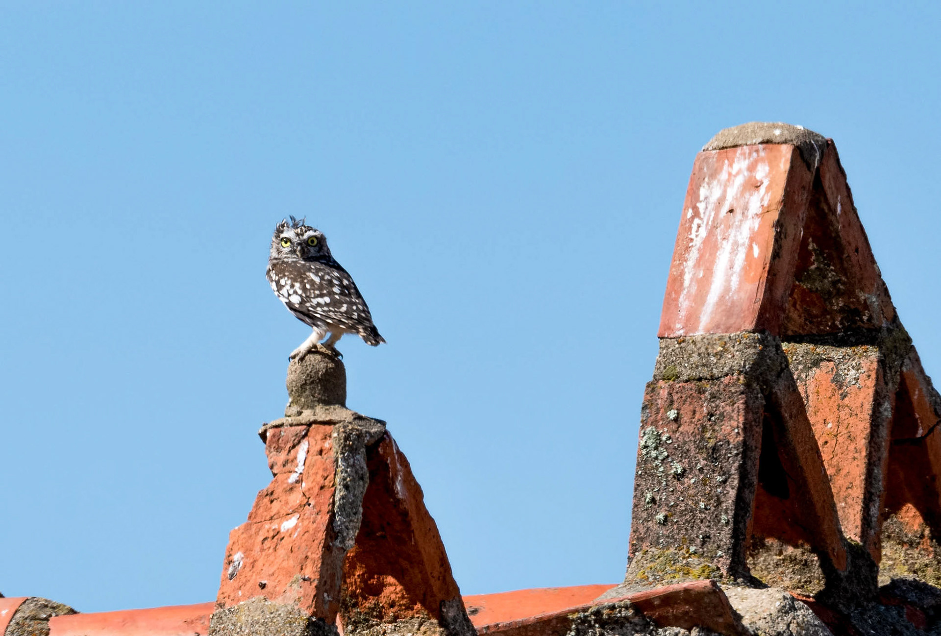 Little Owl, Vilafafila, Spain 26/09/19
