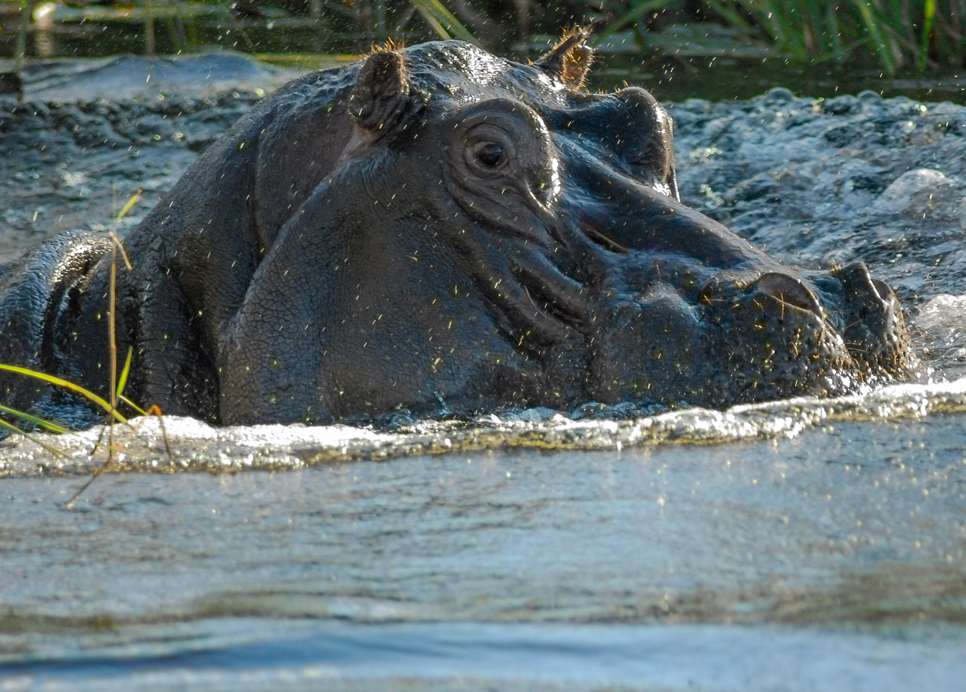 Hippopotamus m, Mazambala, Caprivi Namibia 14/05/11