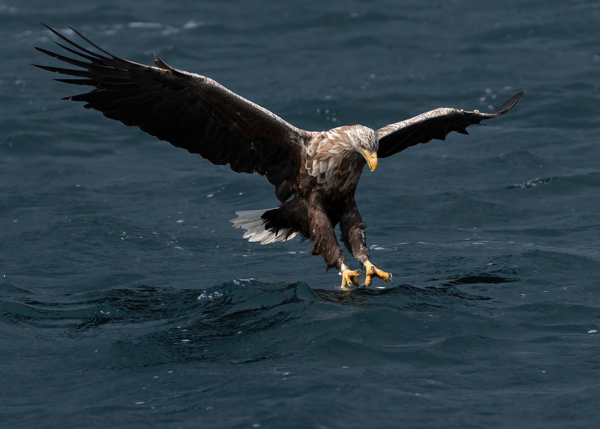 White-tailed Eagle, Loch Na Keal, Mull, Scotland. 05/08/21.