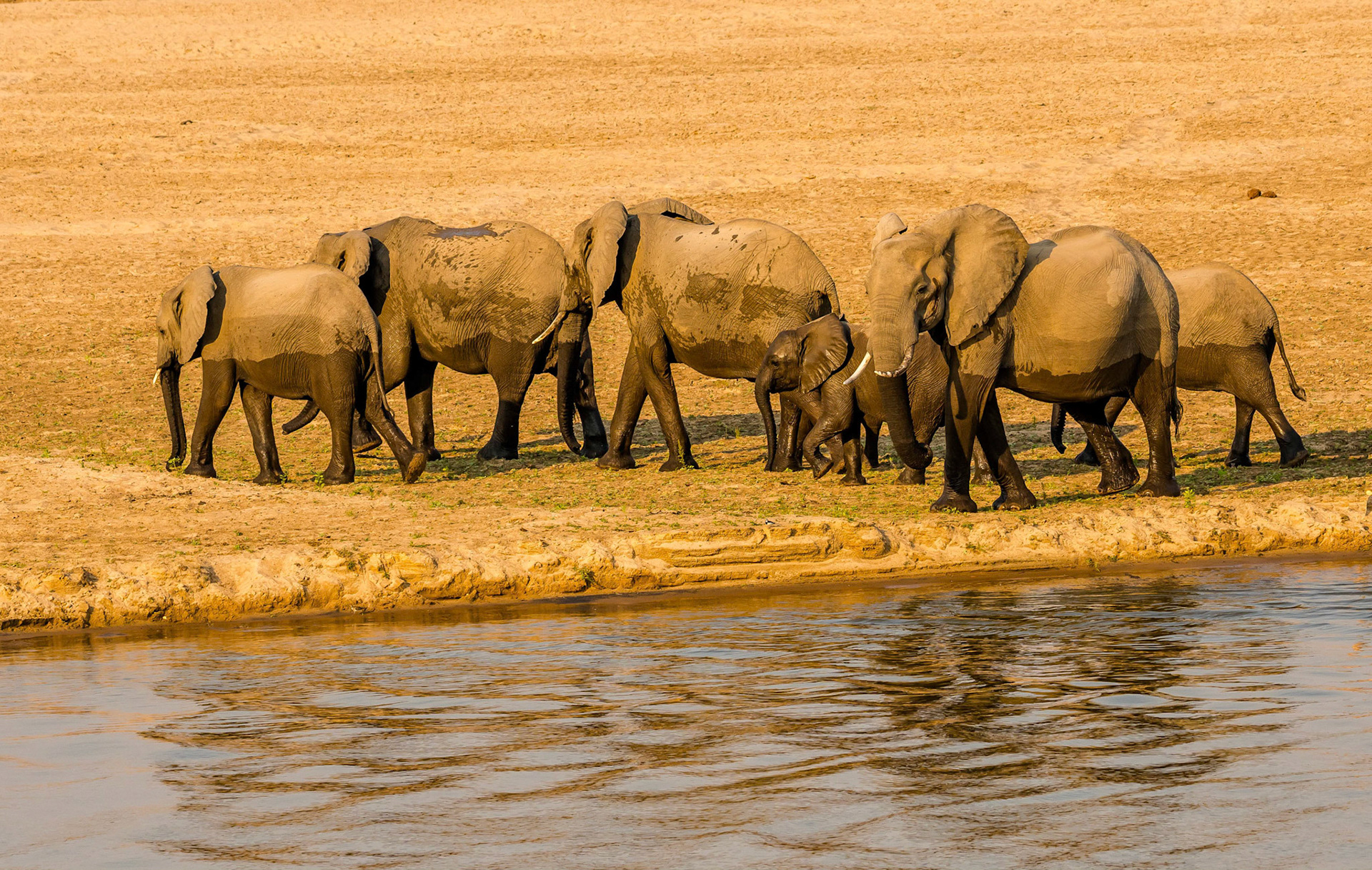 Elephant family, Kafunta Zambia 07/09/17