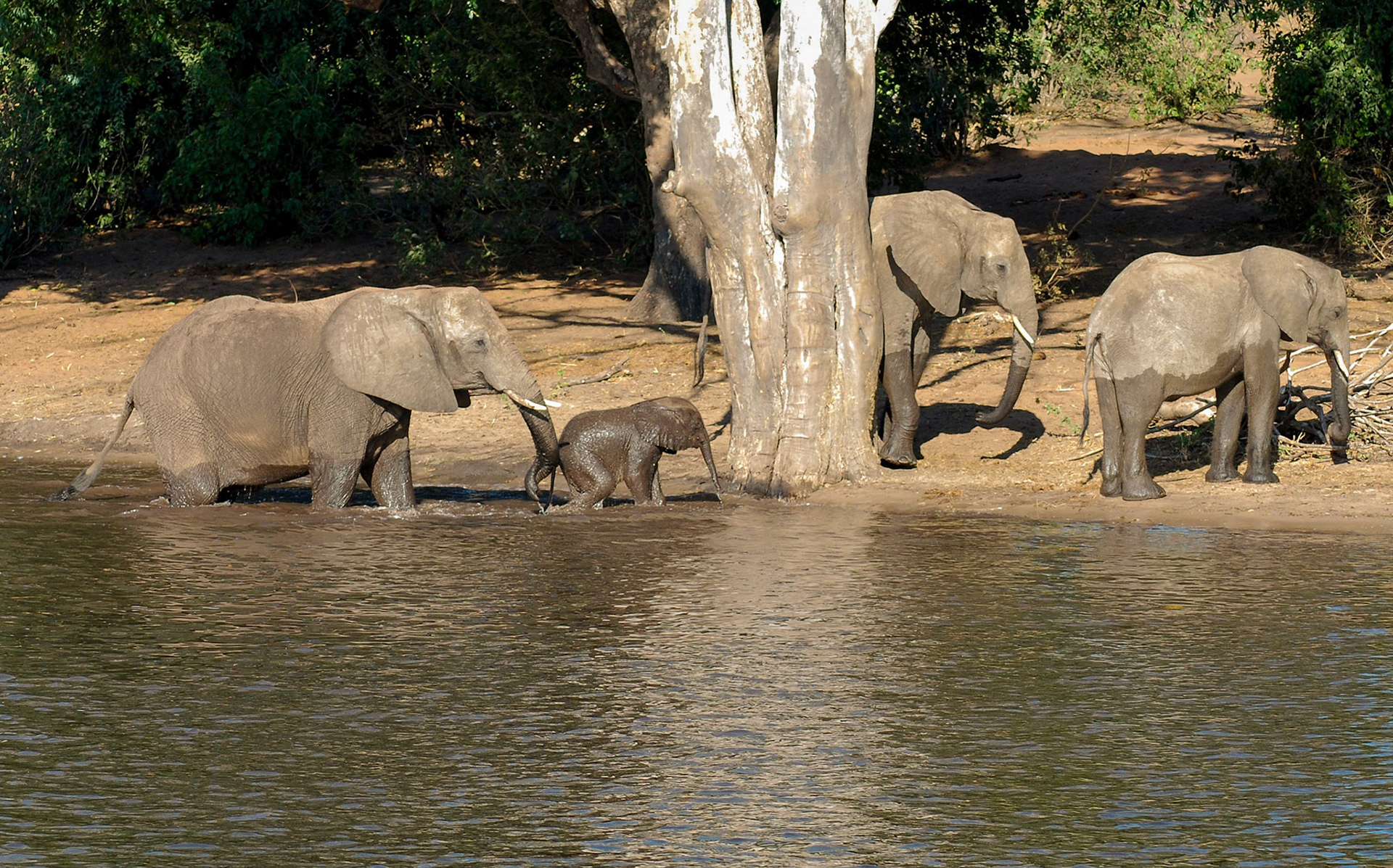 Elephant family, Chobe Botswana 12/05/11