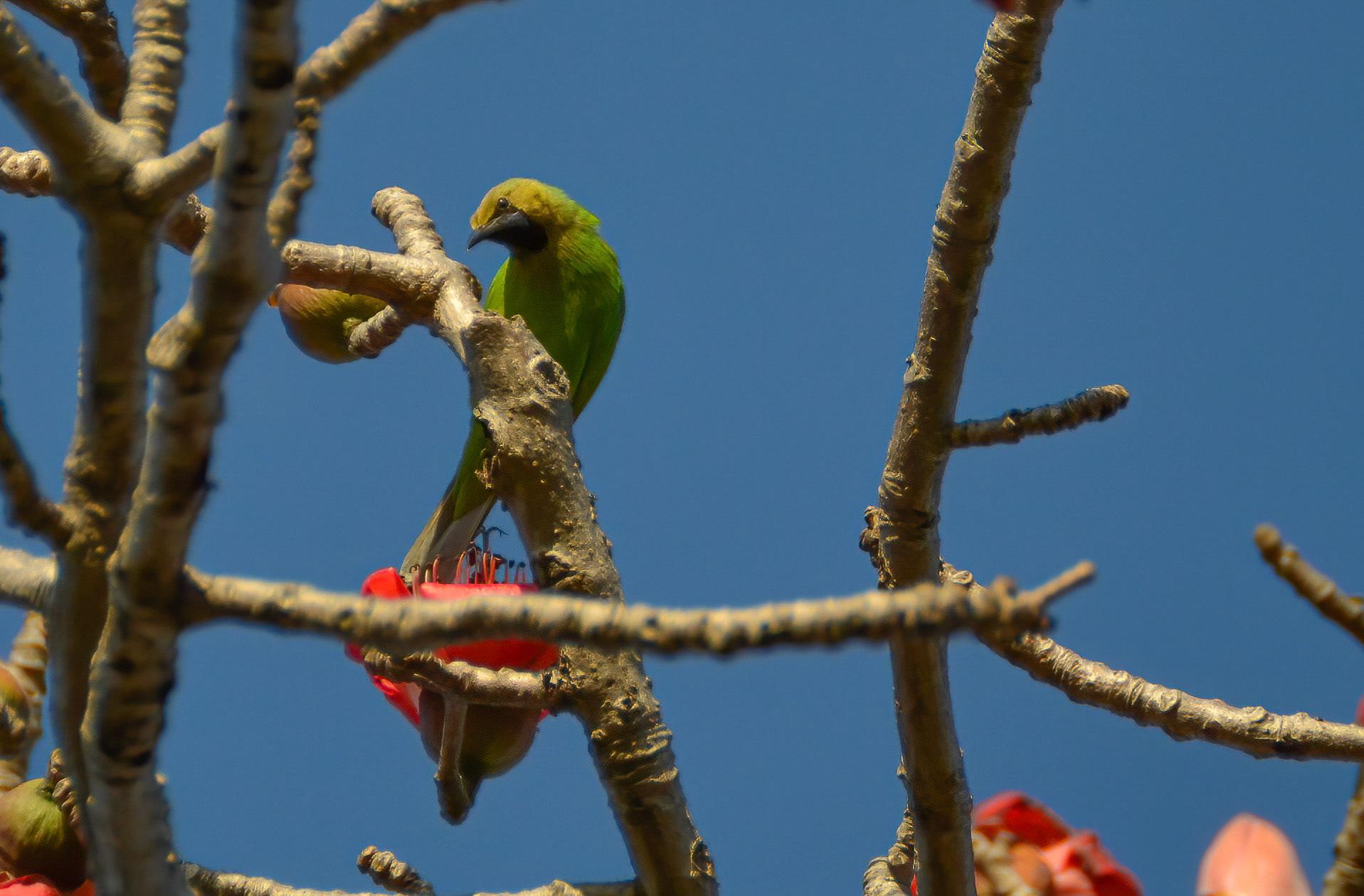 Jerdons Leaf Bird, Bandhavgarh, Madhya Pradesh India 17/03/14.