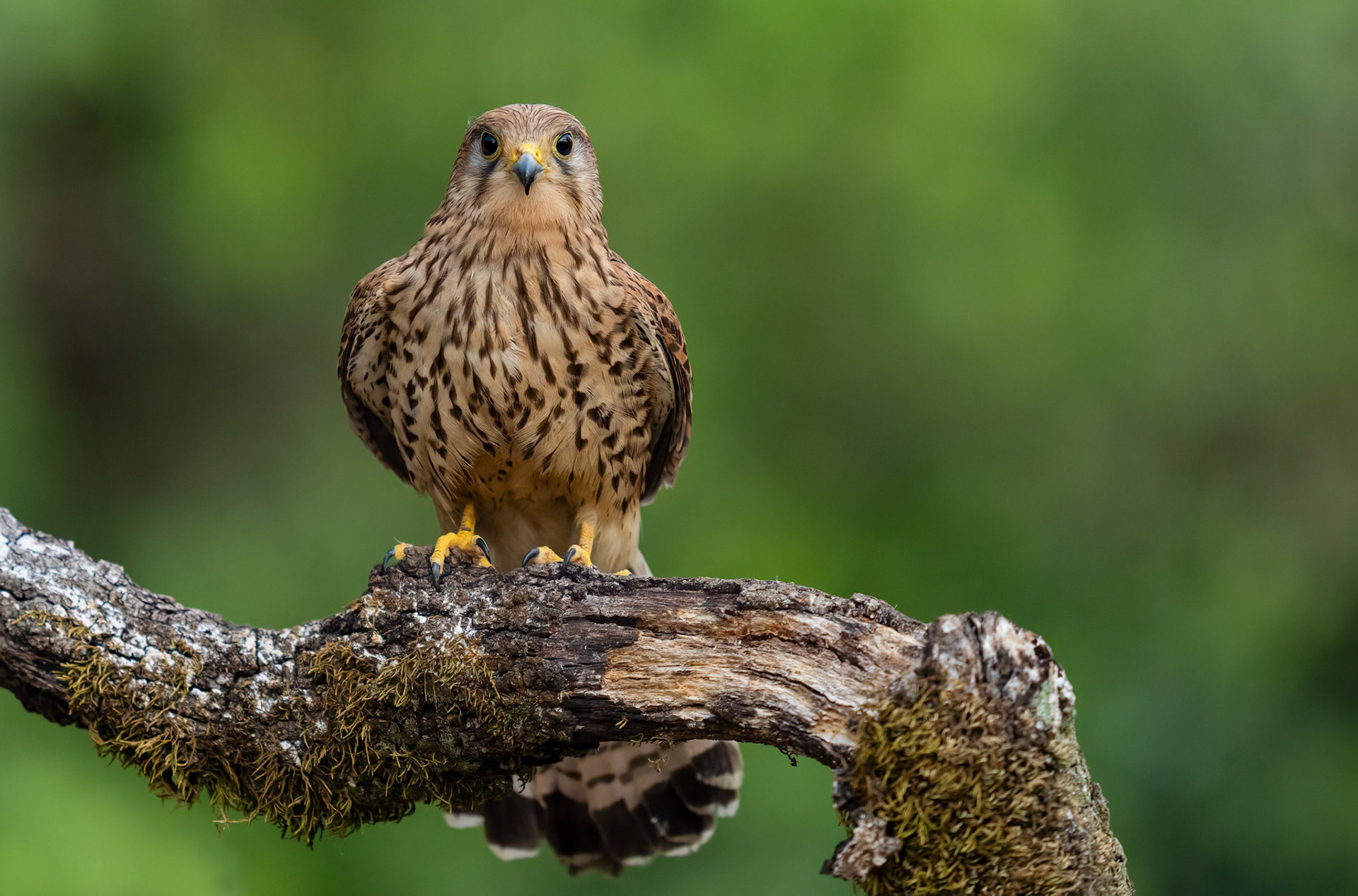 Female Kestrel, Adamuz, Andalucia Spain. 30-05-23.