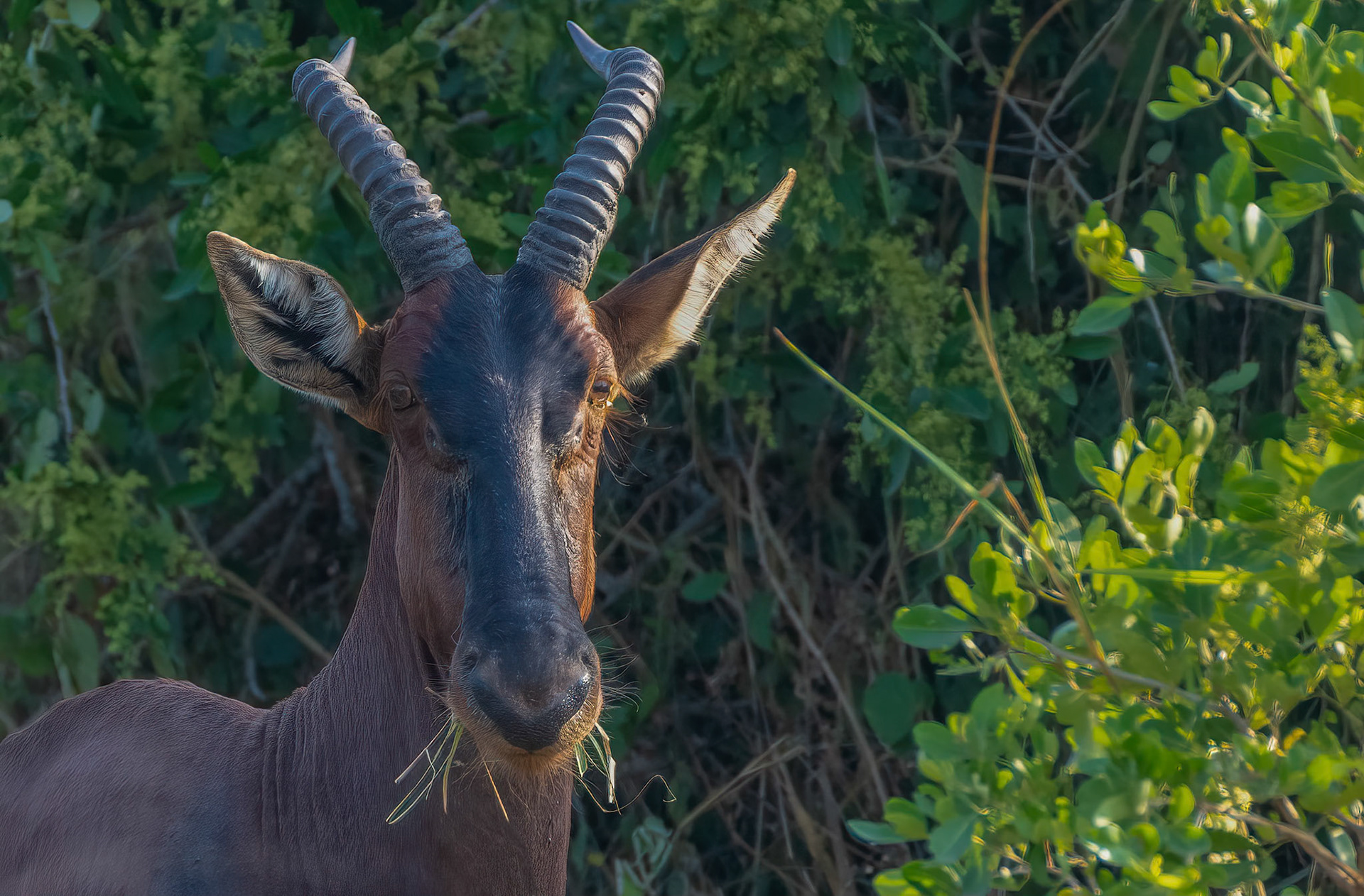 Topi, Lake Mburo, Uganda. 06-08-23.