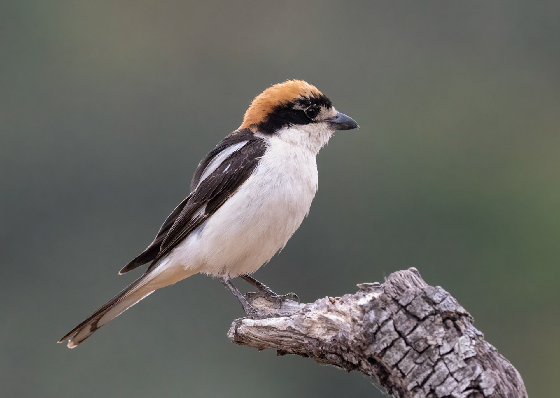 Woodchat Shrike, Adamuz, Andalucia, Spain. 30/05/22.
