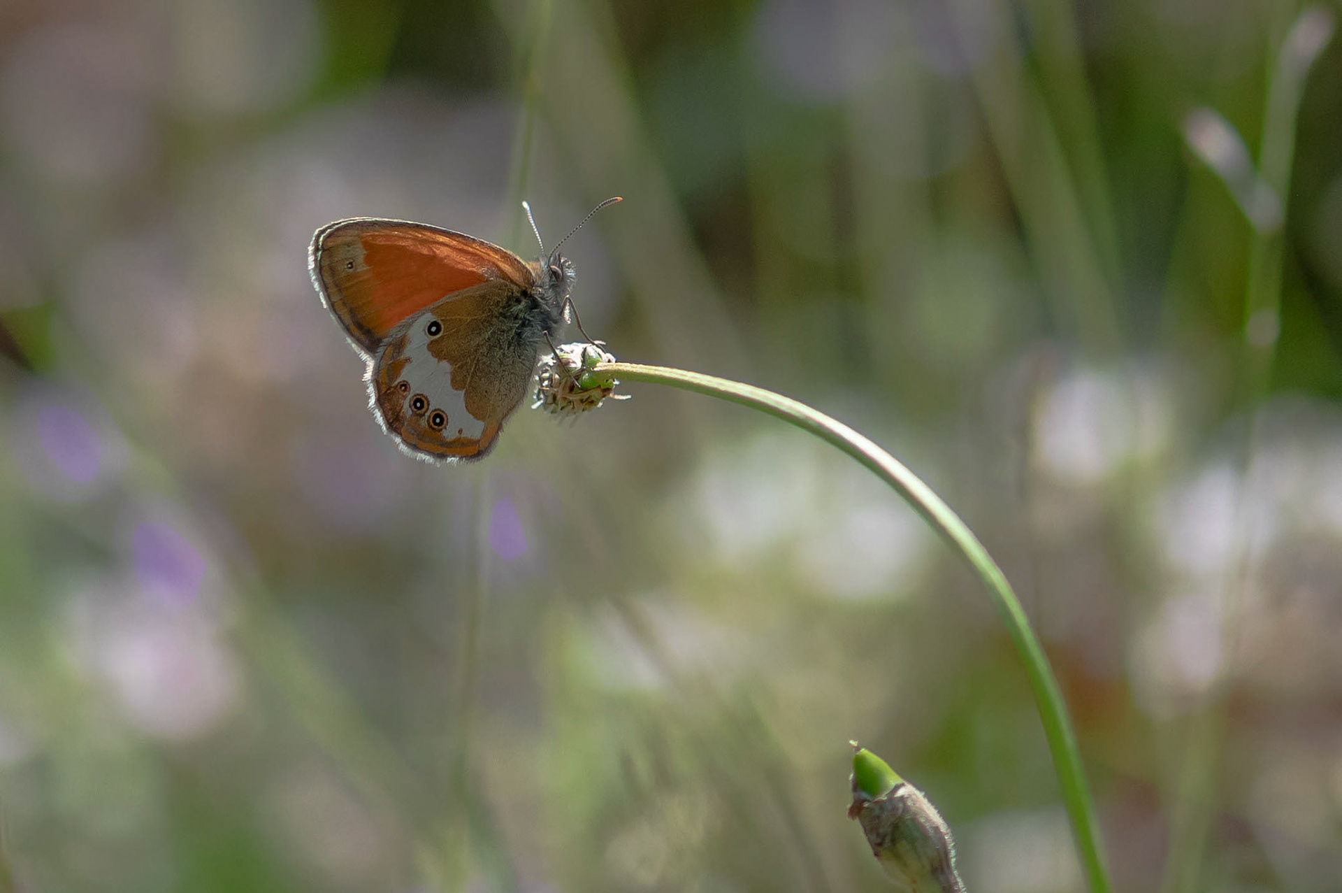 Pearly Heath, Fuente De, Picos Mts, Spain 26/06/19