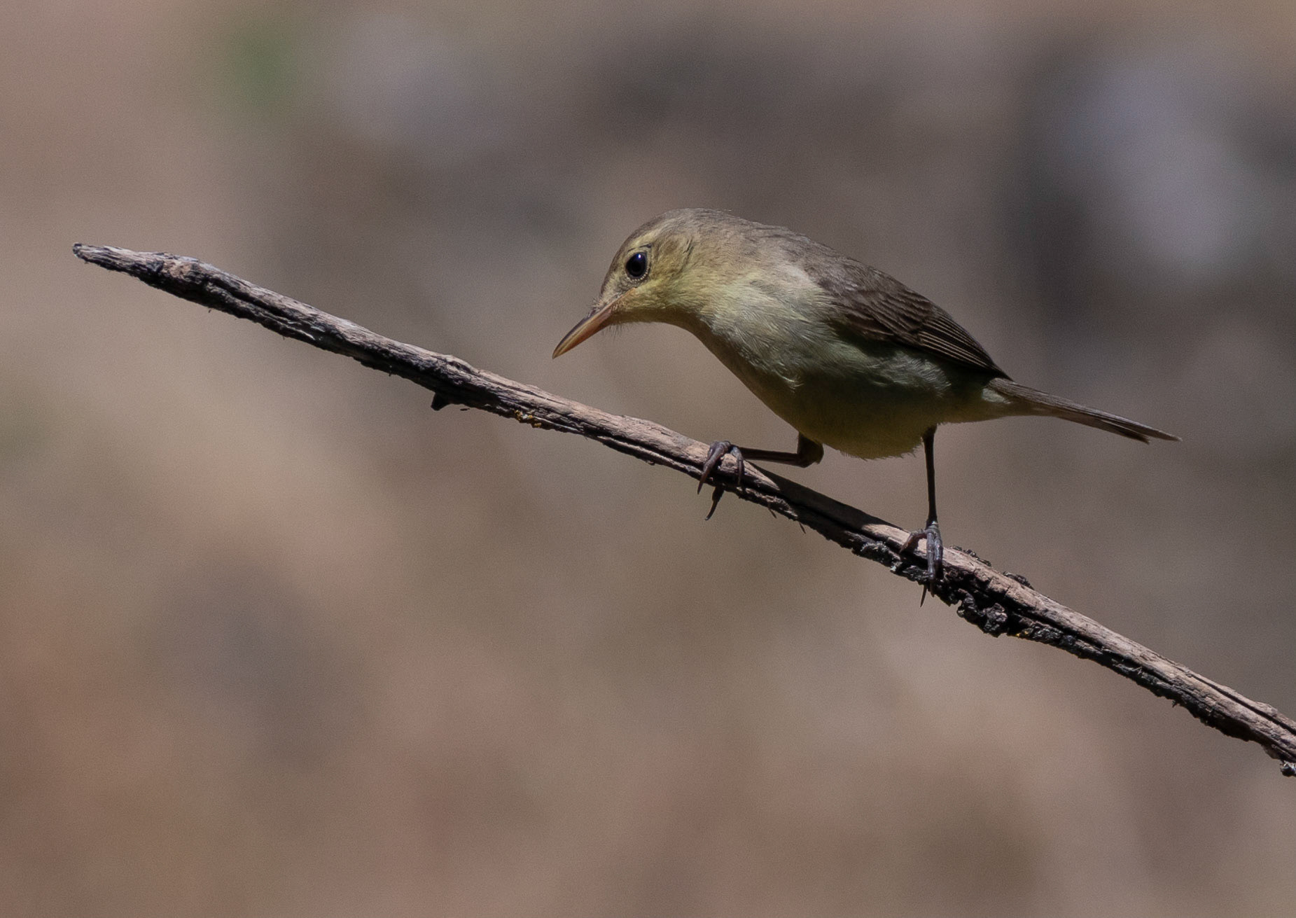 Olivaceous Warbler, Adamuz, Andalucia, Spain. 31/05/22.