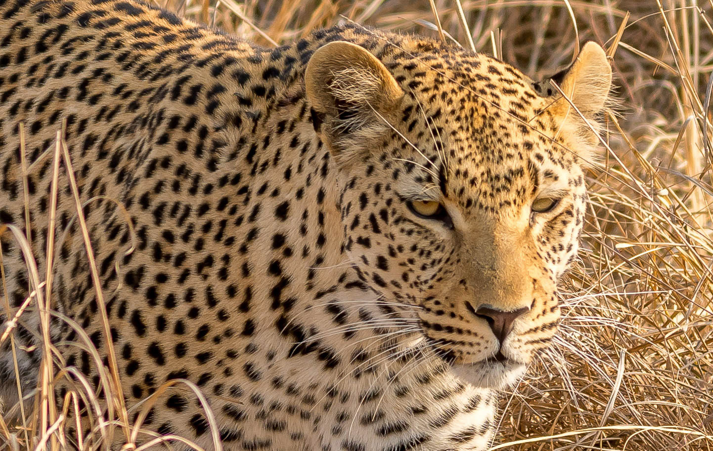 Leopard, Mukambi Zambia, 03/09/17