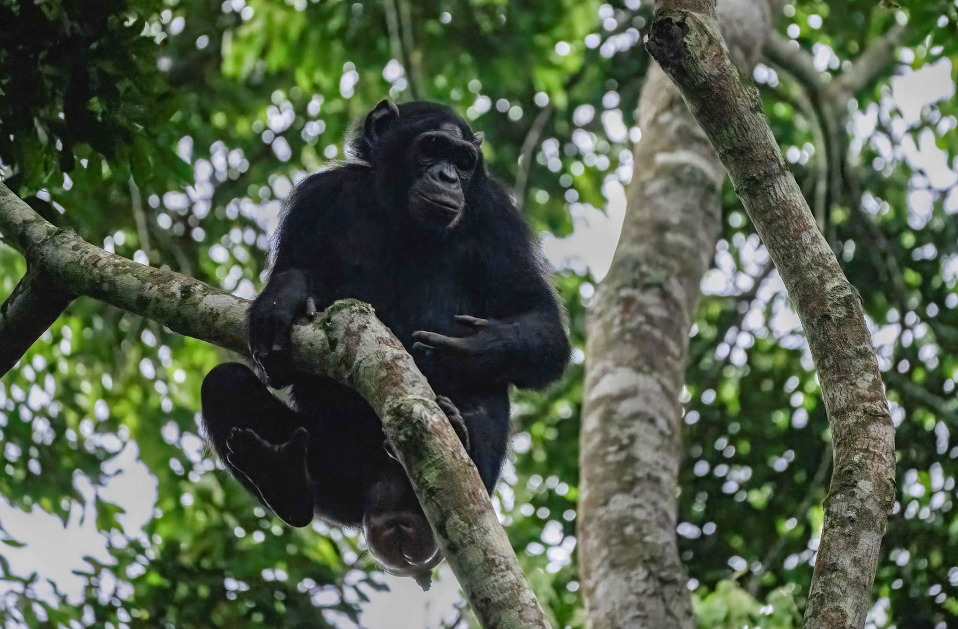 Chimpanzee in the canopy, Kibale Forest Park, Uganda. 03-08-23.