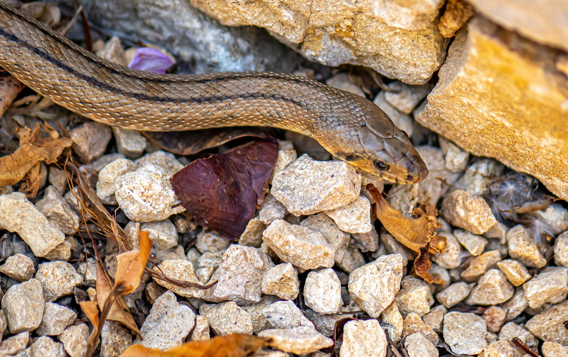 Horseshoe Whip Snake, La Biar Spain 20/06/19