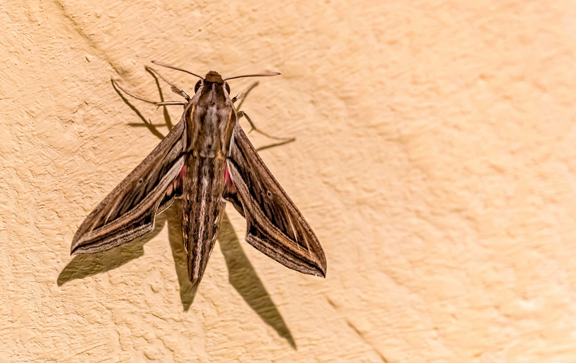 Silver-striped Hawkmoth, La Biar Spain 07/03/16