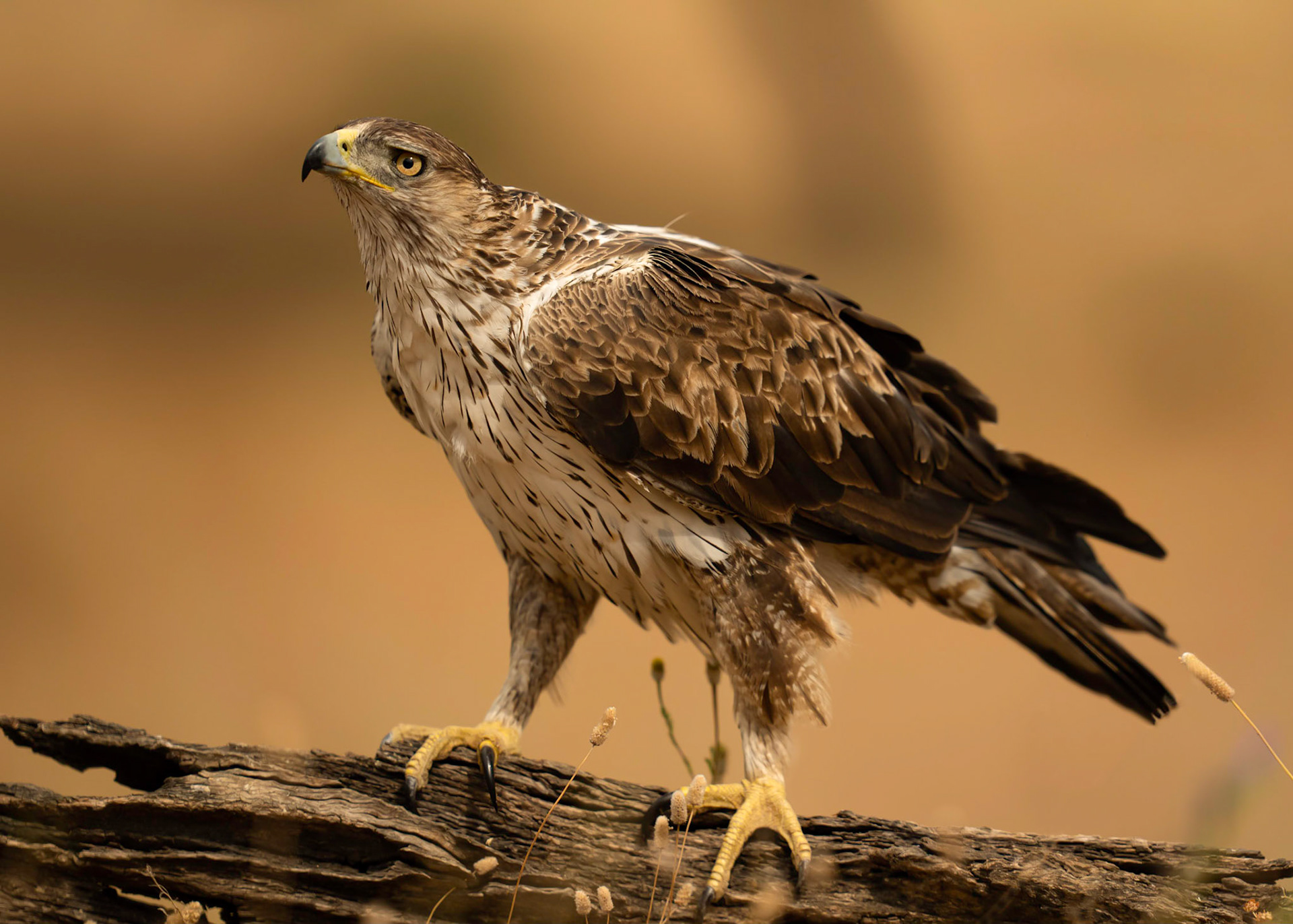 Bonelli's Eagle, Adamuz, Andalucia, Spain. 30/05/22.