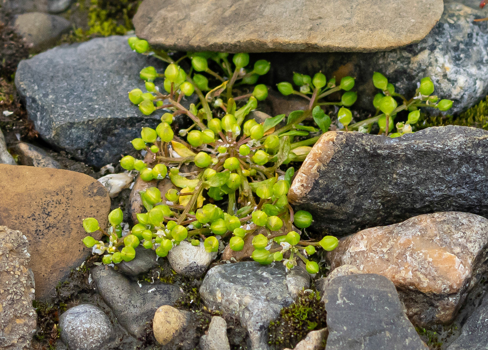 Dwarf Willow, Gashamna, Svalbard. 08-08-2022.