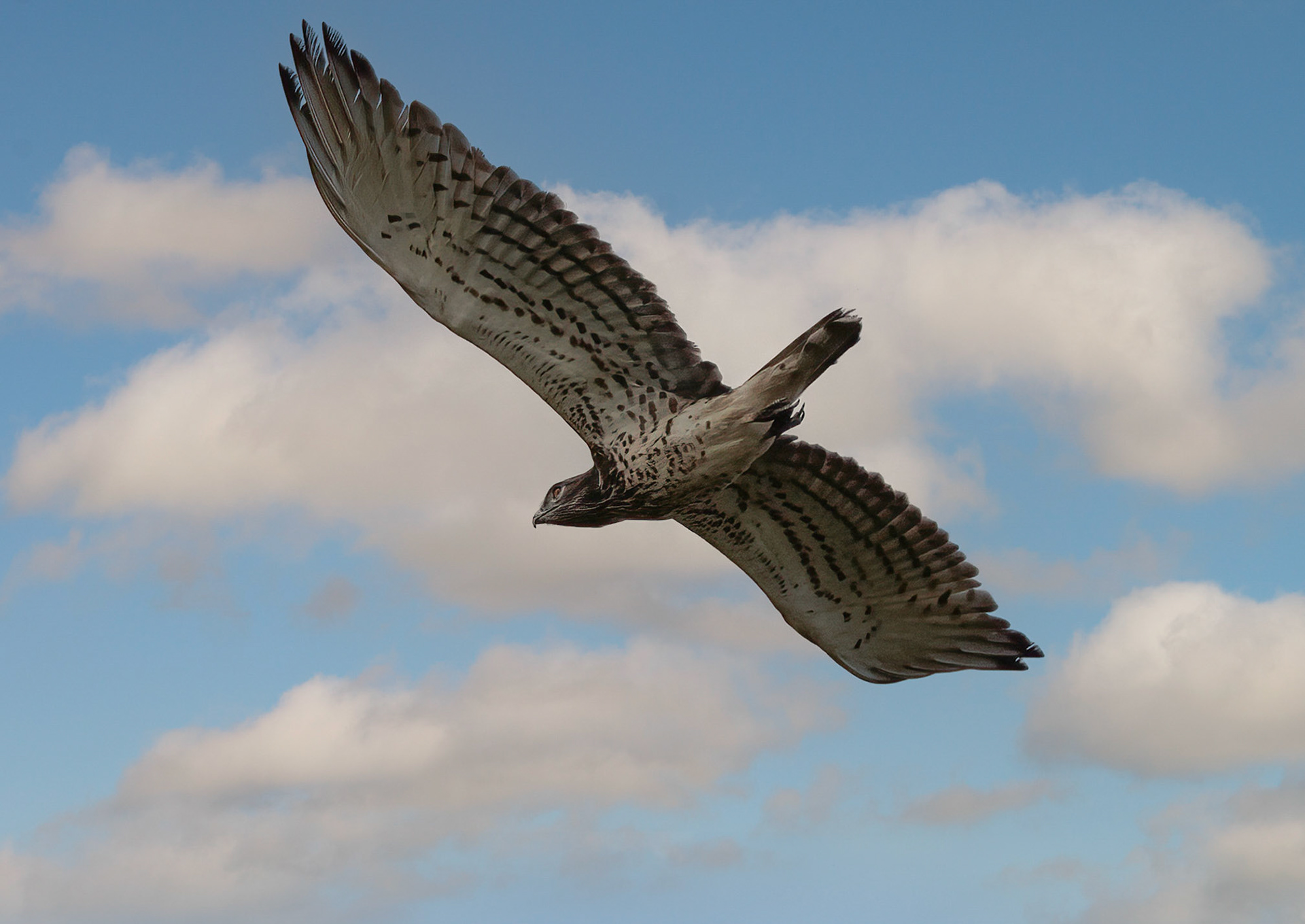 Short-toed Snake Eagle, La Biar, Valencia, Spain. 18/03/22.