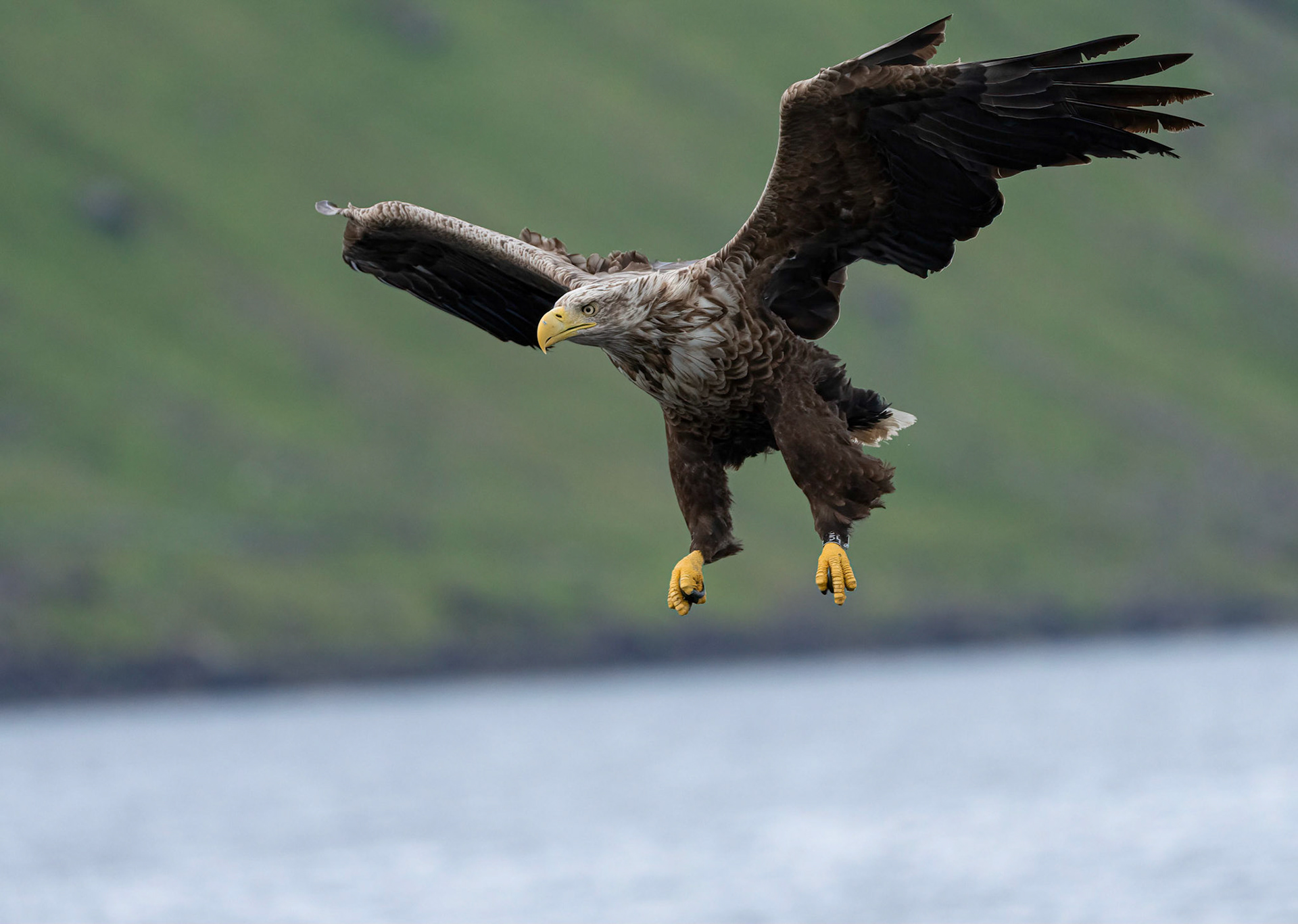 White-tailed Eagle, Loch Na Keal, Mull, Scotland. 06/08/21.