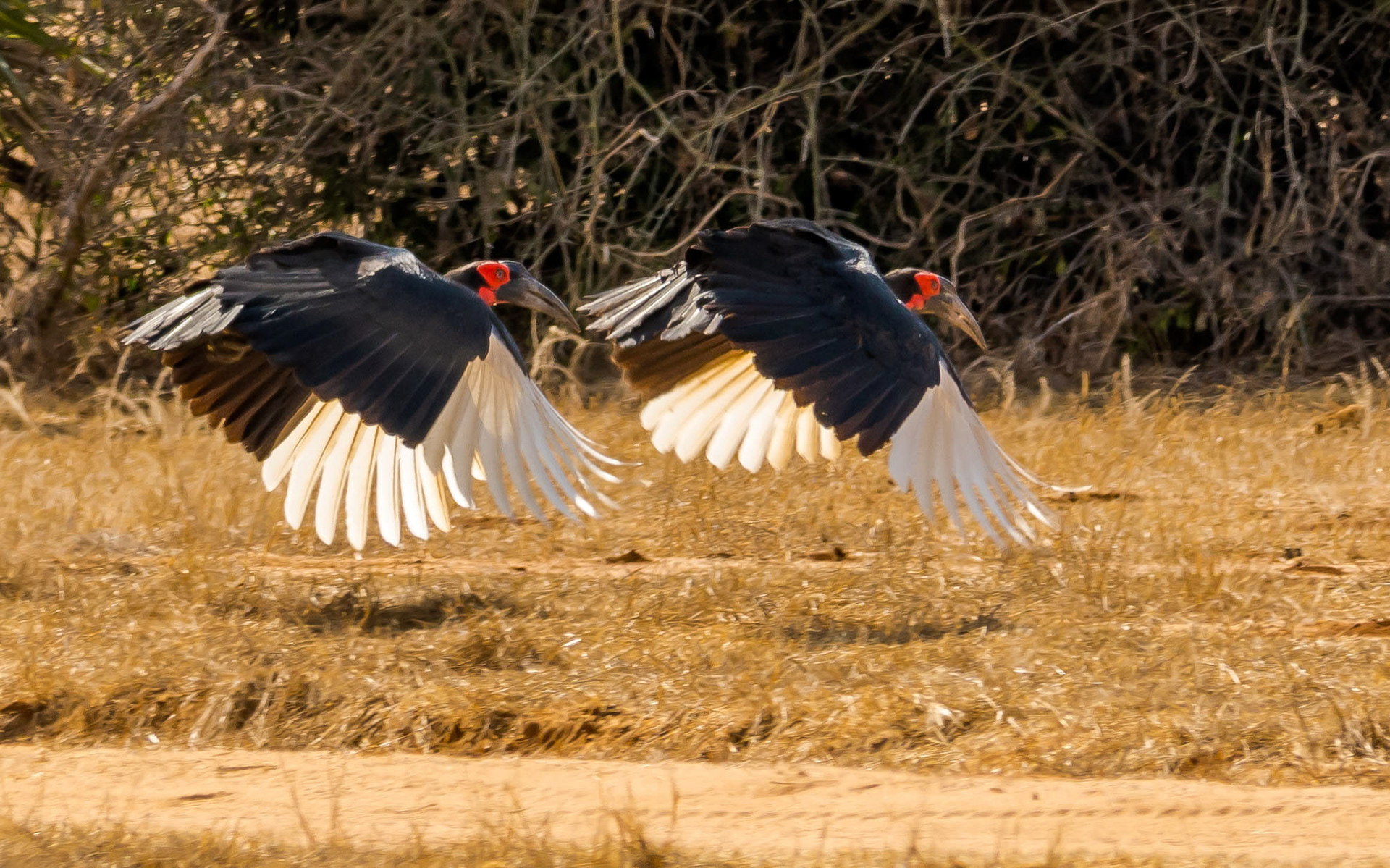 Southern Ground Hornbills, Chongwe Zambia 05/09/17