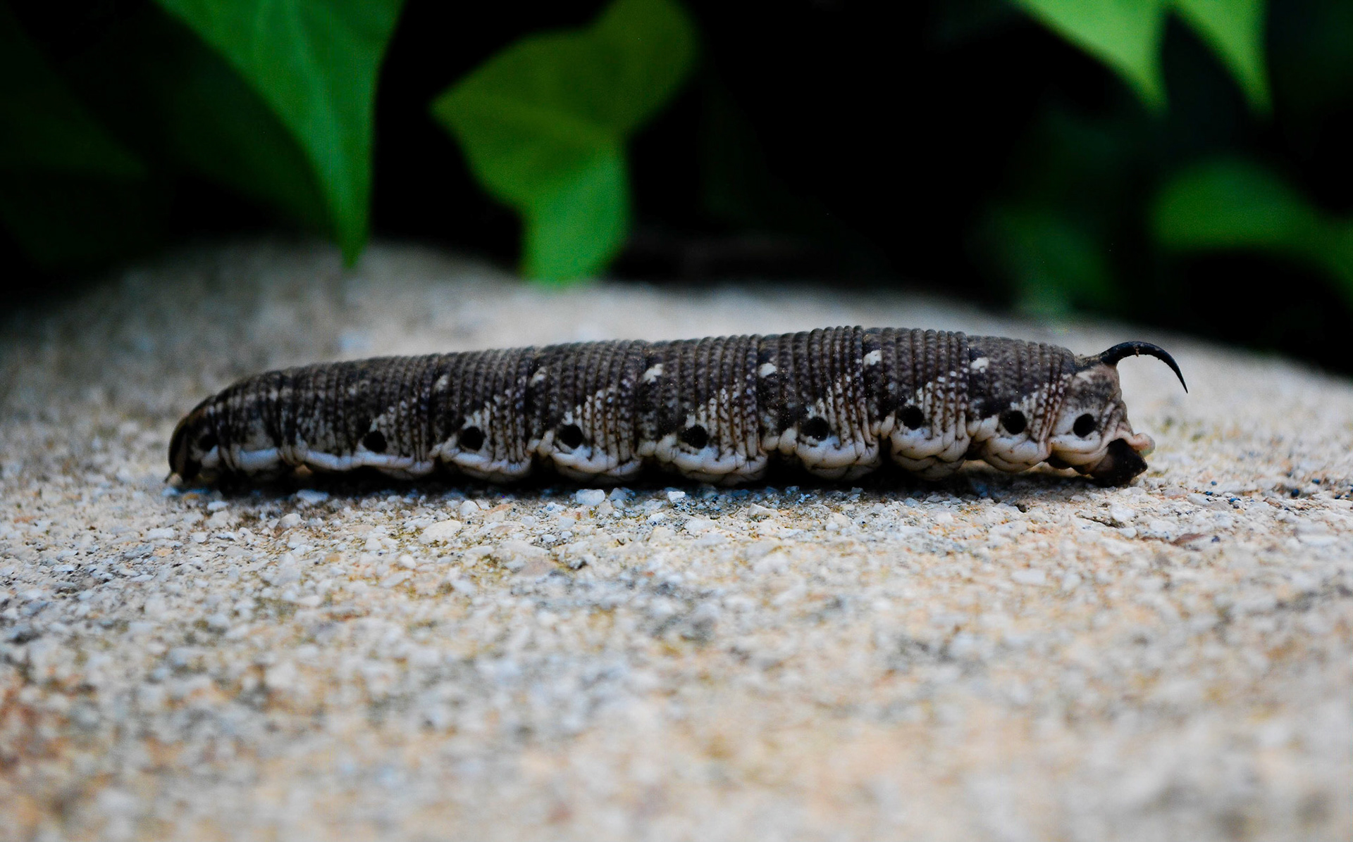 Convolvulous Hawkmoth caterpillar La Biar, Teulada Spain 23/09/14