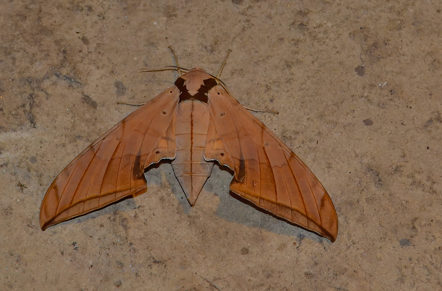 Ambulyx belli Hawkmoth, Bandhavgarh Madhya Pradesh, India 18/03/14.