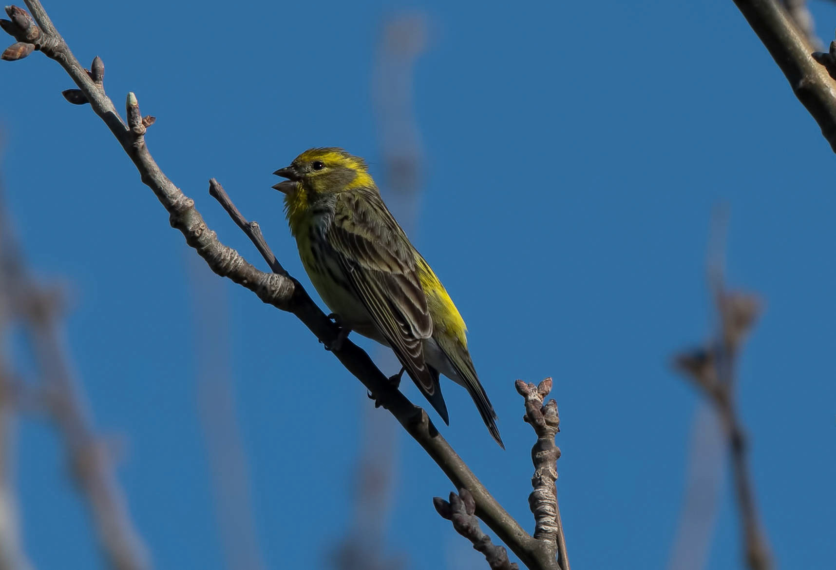 Serin, La Biar Spain 02/03/19