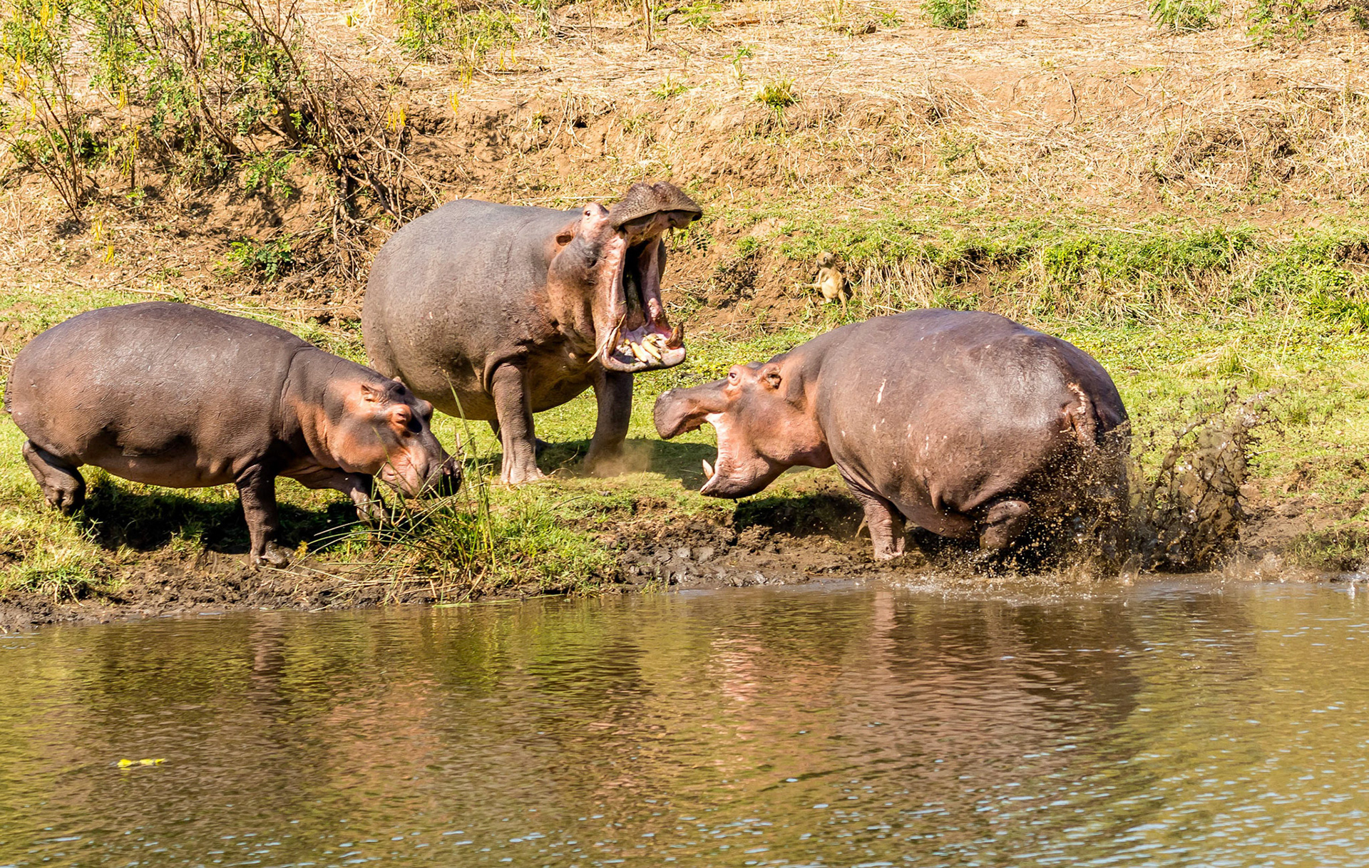 Hippos , Chongwe Zambia 05\09\17