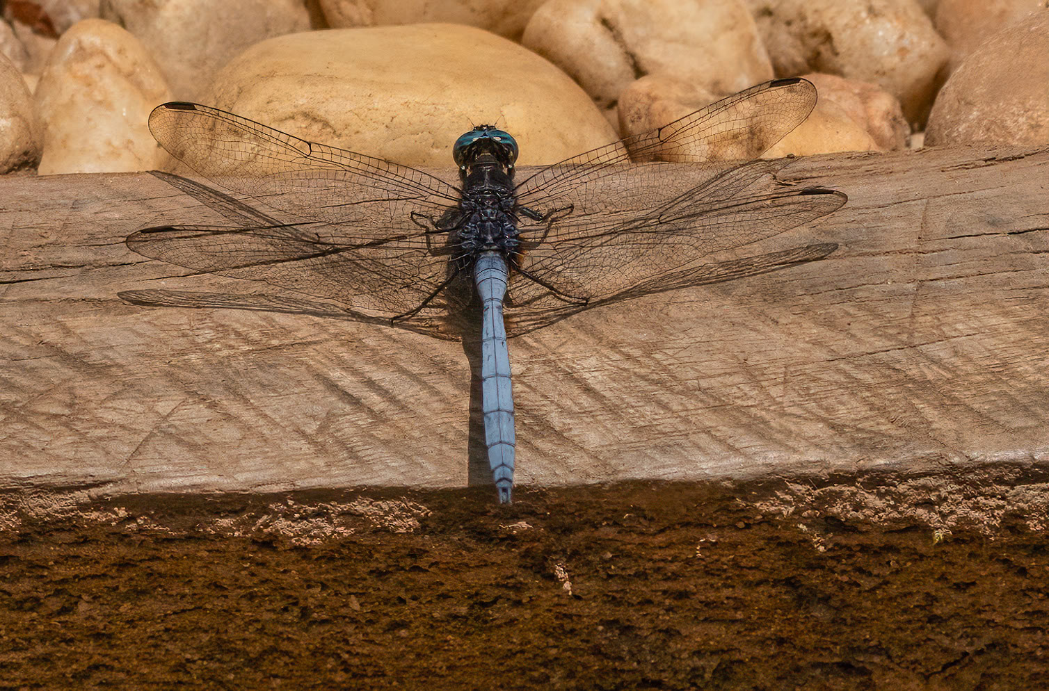 Common Blue Skimmer, Bwindi Forest, Uganda. 05-08-23.
